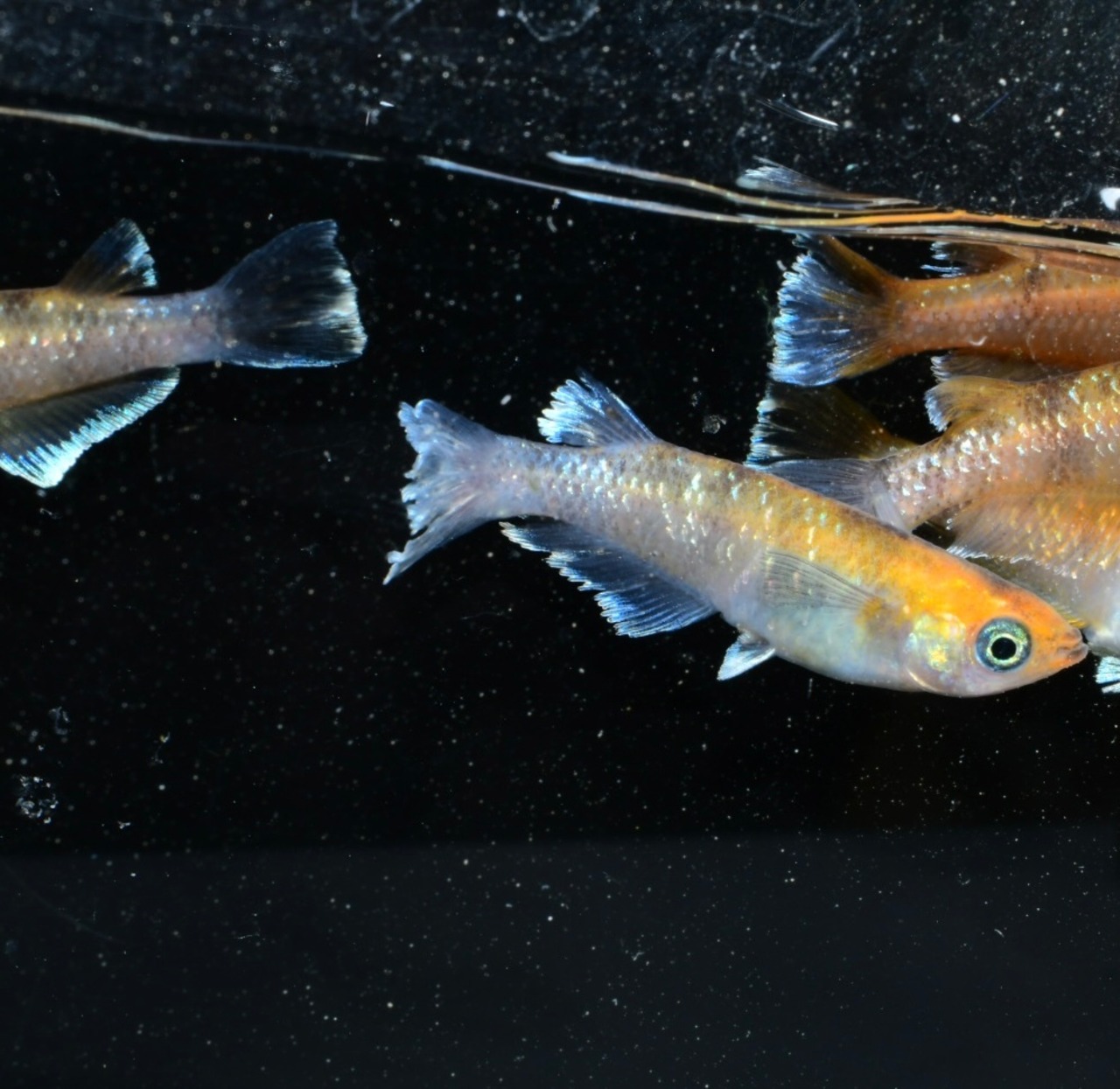 【現物】亜種レッド　3ペア+1  Ｂ