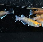 【現物】亜種レッド　3ペア+1  Ｂ