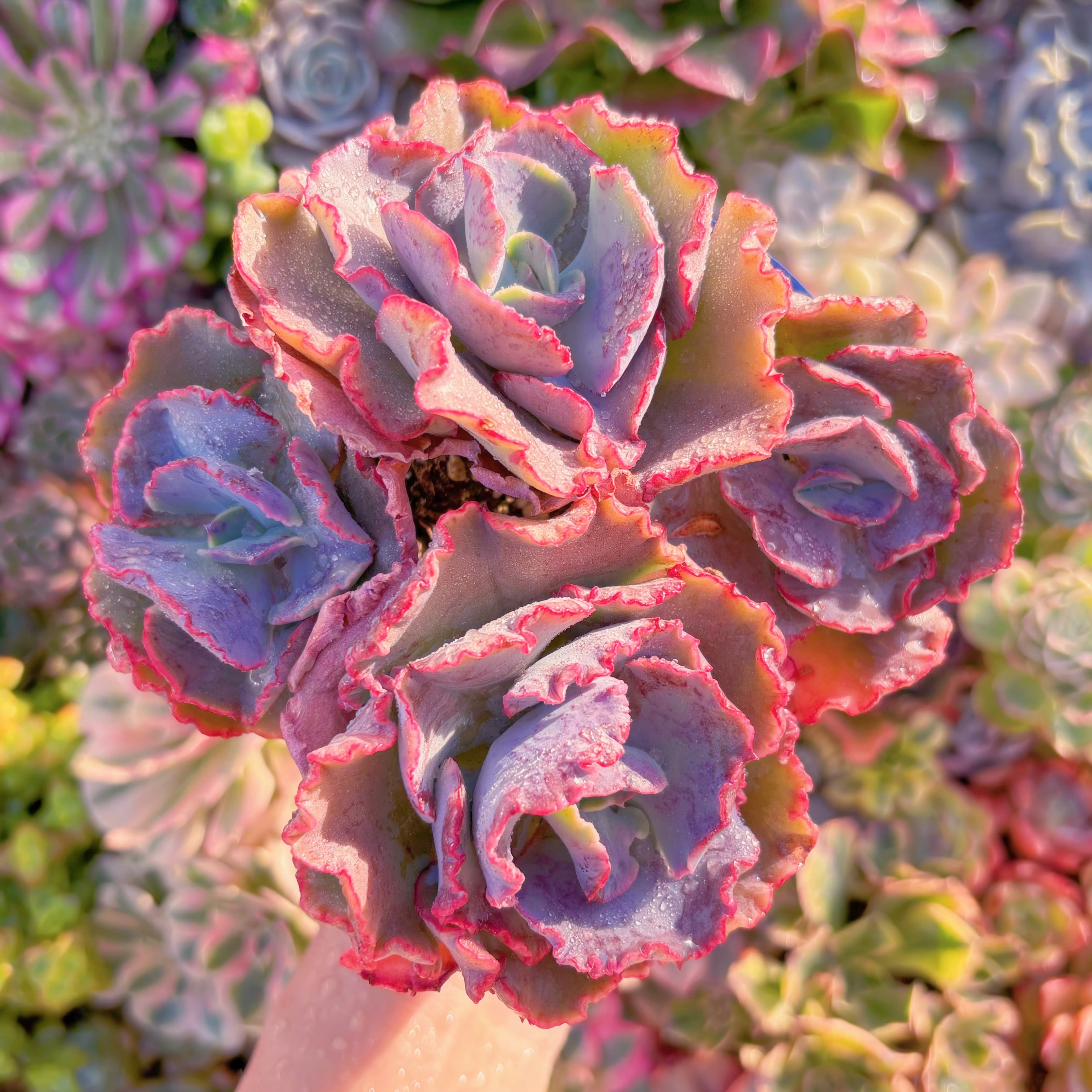 現品　女王の花笠#2008　大群生　新入荷　るる農園