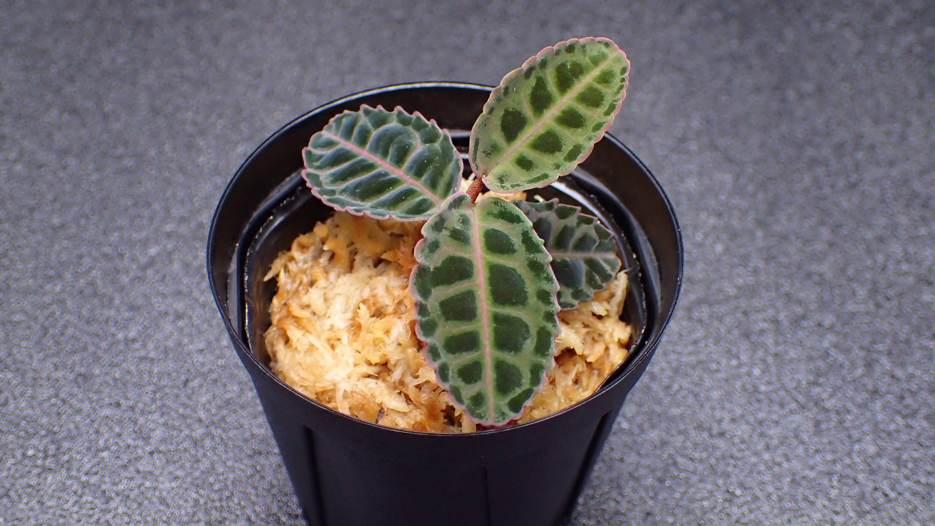 Labisia sp Riau Sumatera 1株 | 熱帯植物 水草