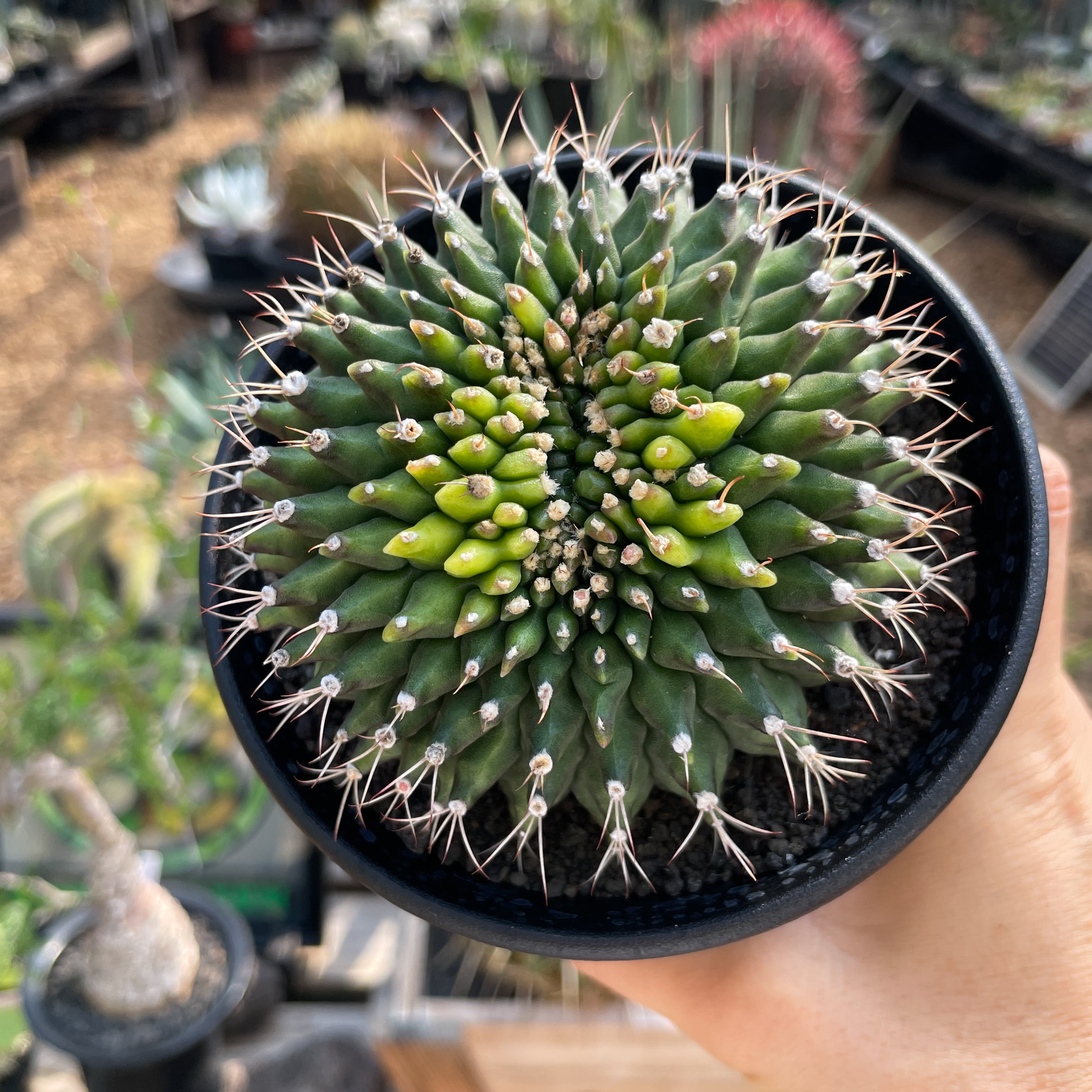 Gymnocalycium mihanovichii【ギムノカリキウム・ミハノビッチ棘なし