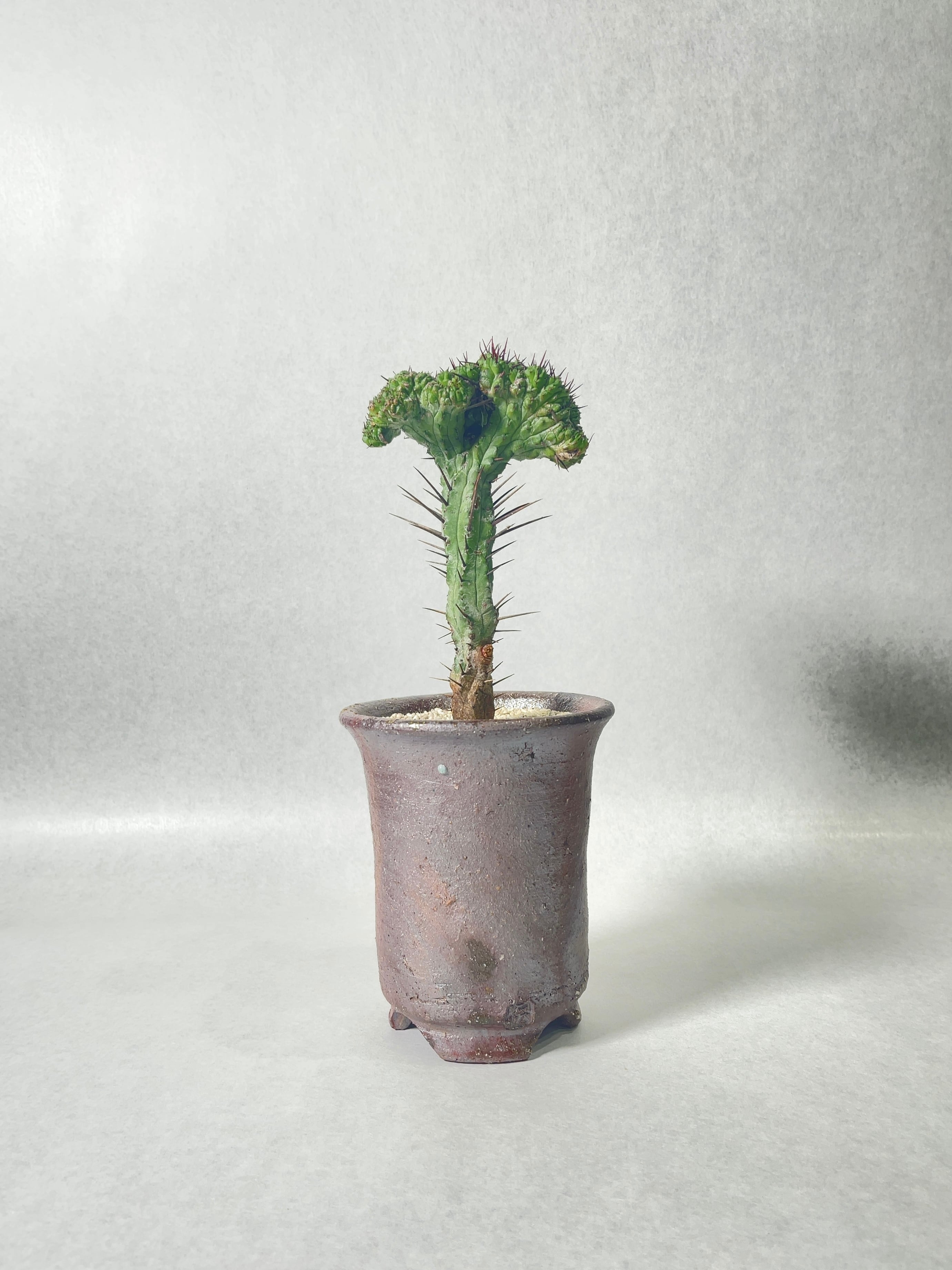 ユーフォルビア・紅彩閣綴化 | trigger