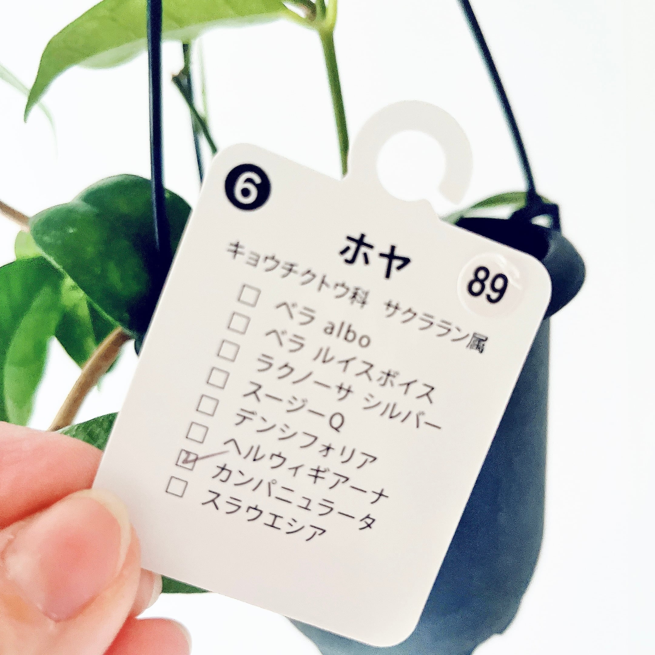再入荷】ホヤ・カンパニュラータ｜GreenBell × calm cafe | calm cafe☕️