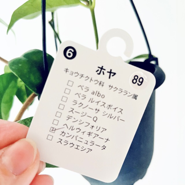 【再入荷】ホヤ・カンパニュラータ｜GreenBell × calm cafe