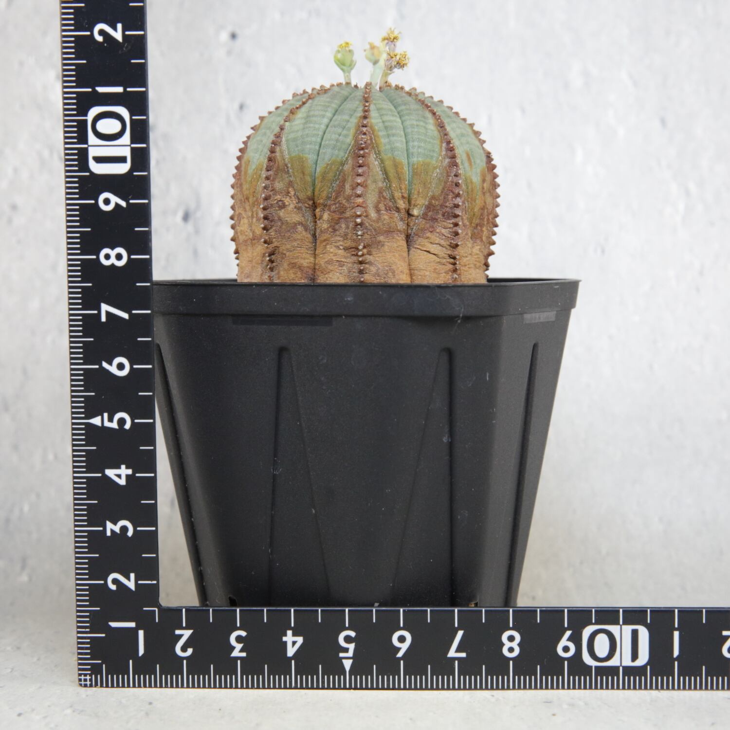 オス株 美模様 木質化 オベサ / ユーフォルビア | LIGHTHOUSE