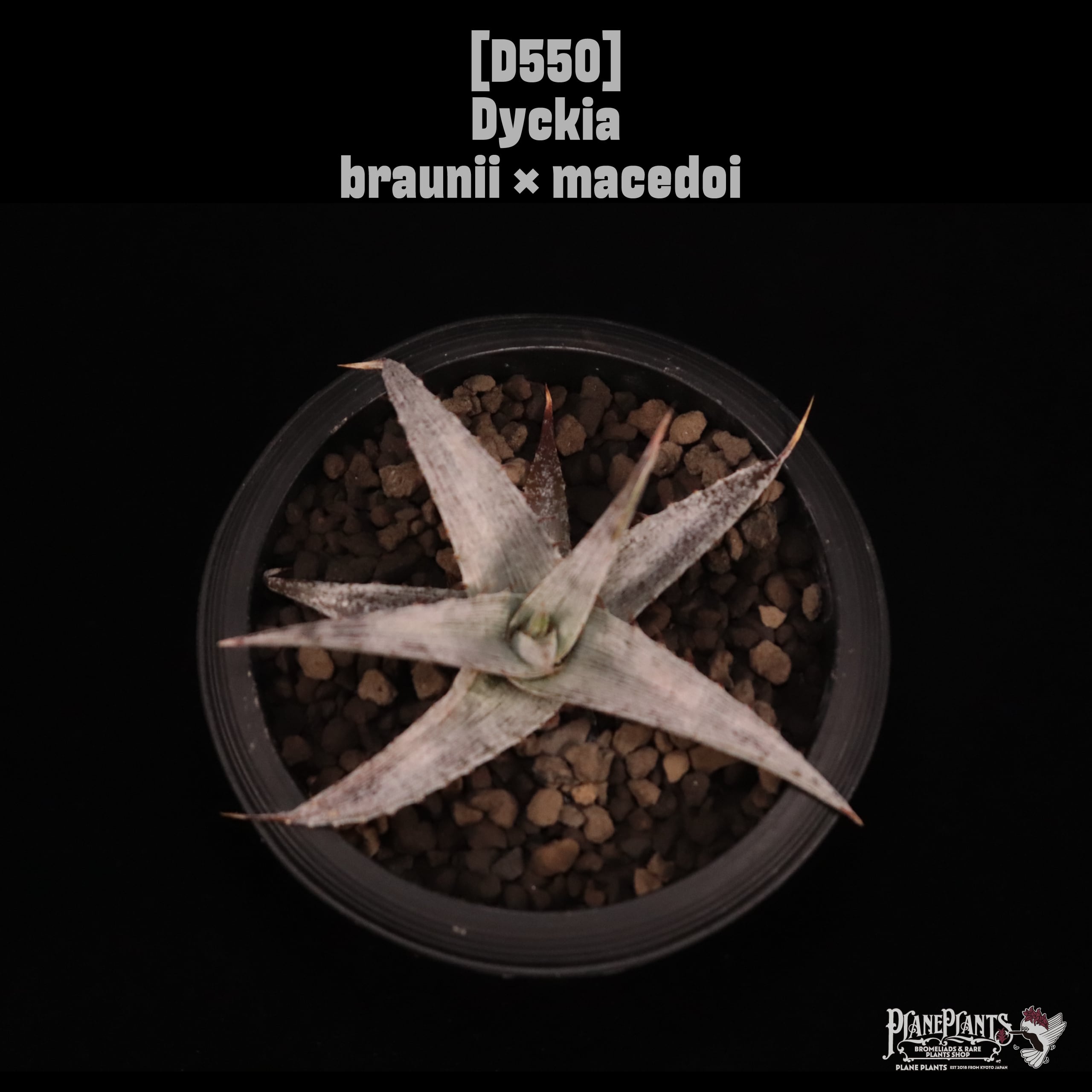 Dyckia | plane plants