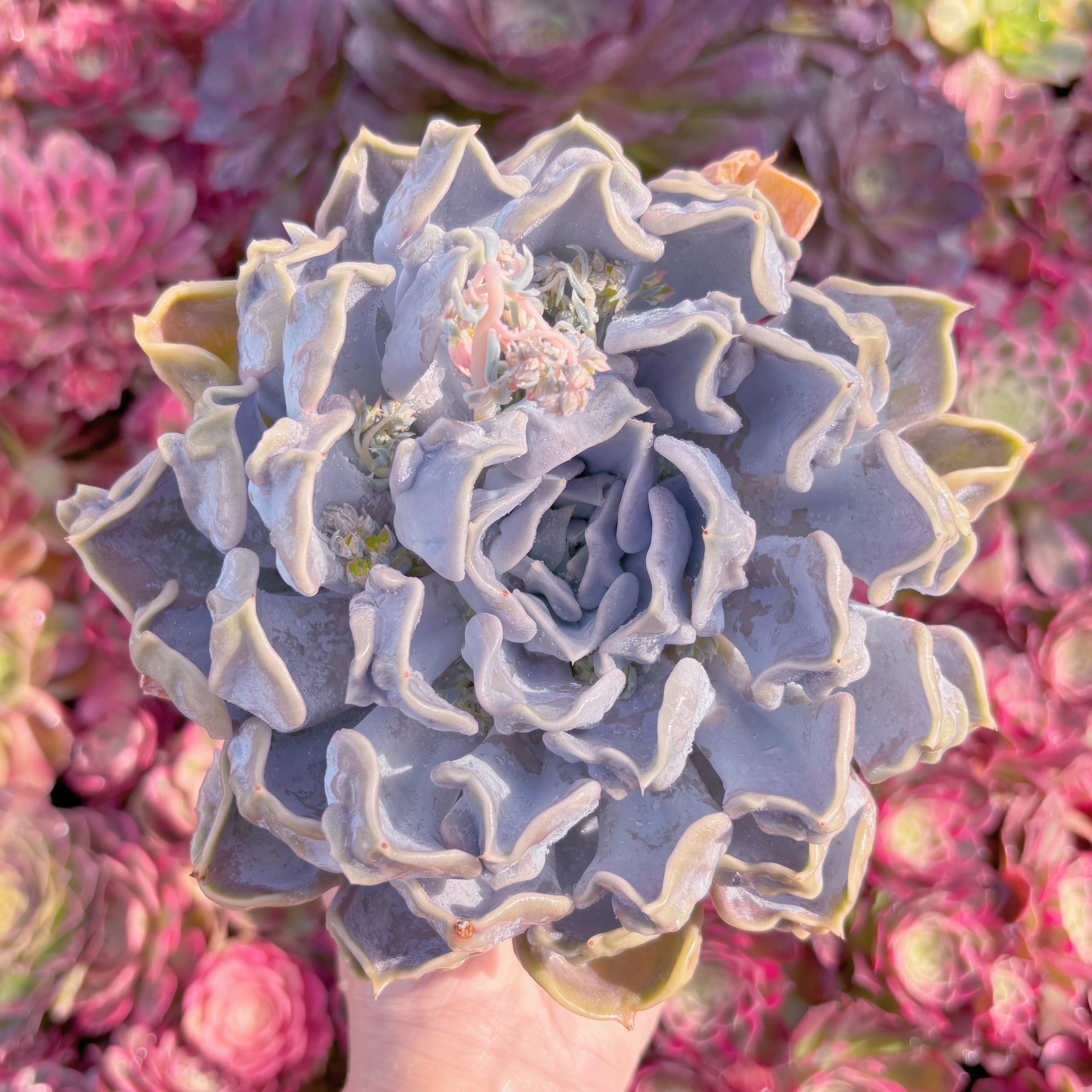 現品　スリラーパール#A026　大苗　新入荷　るる農園