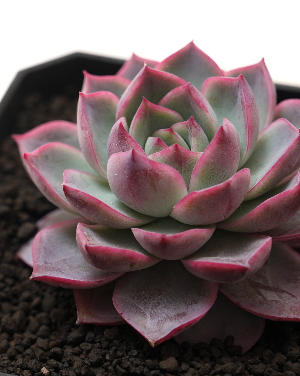 発根済カット苗 シーウィード Echeveria 'Seaweed'