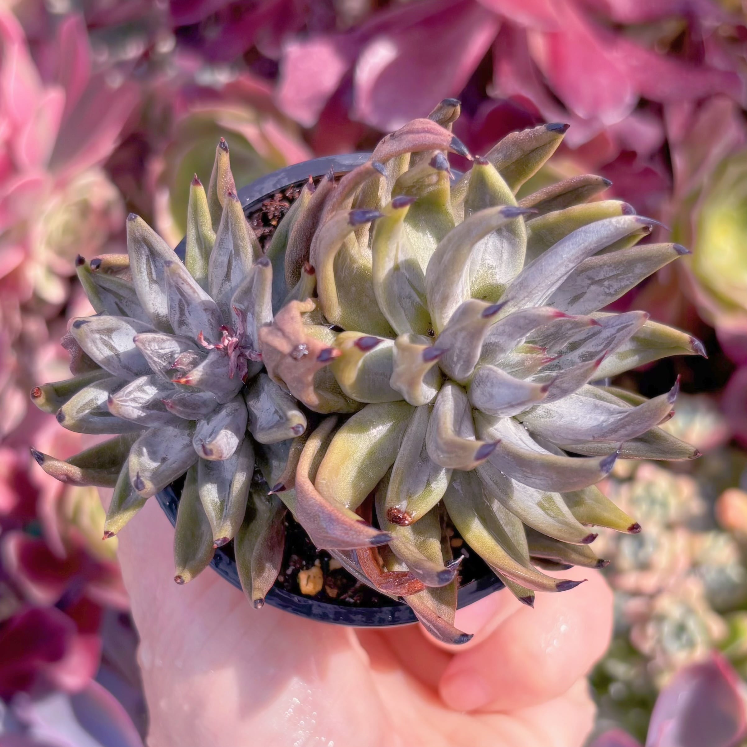 現品　魔爪#646　群生　るる農園