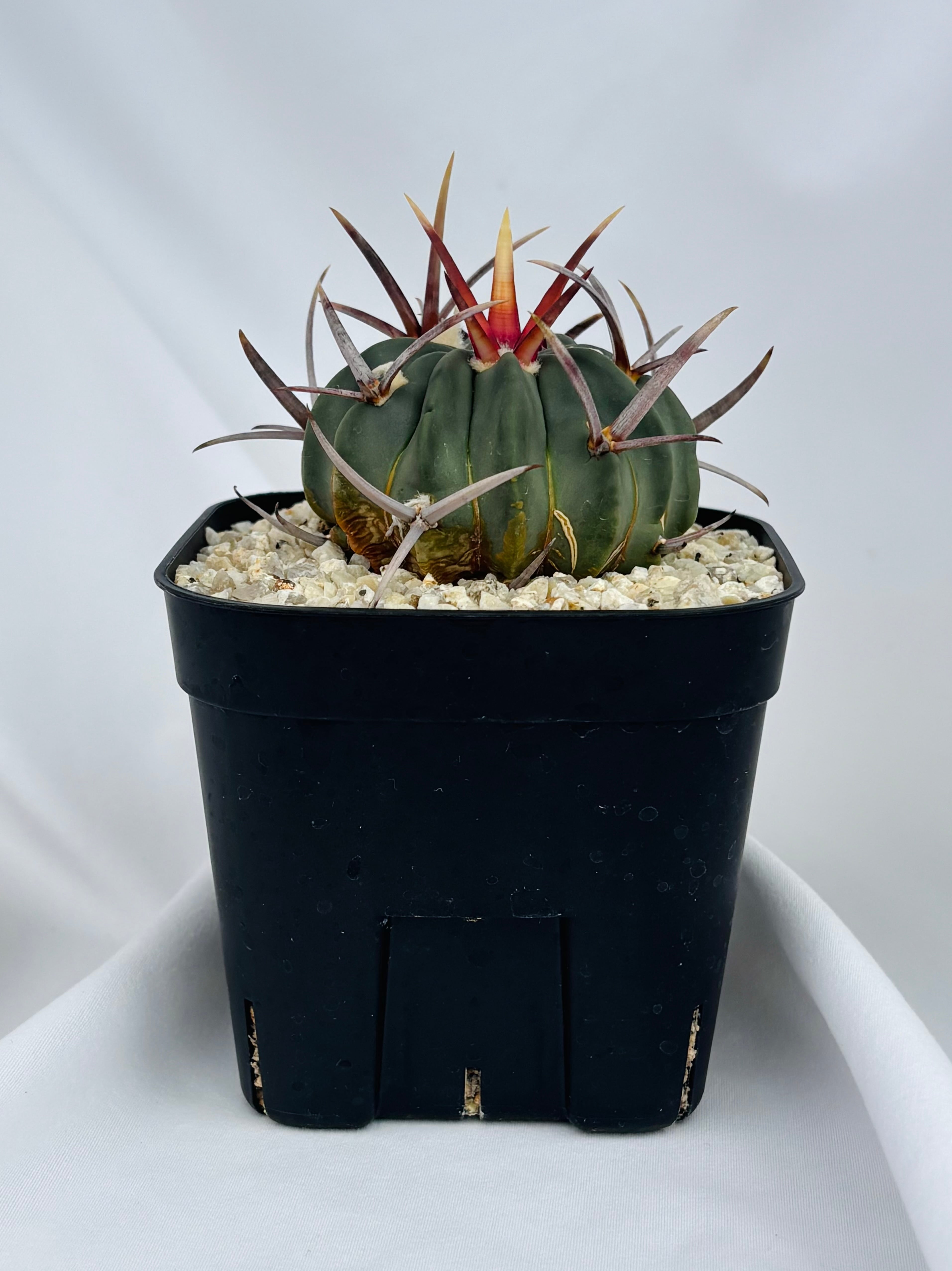 Echinofossulocactus coptonogonus エキノフォスロカクタス 竜剣丸