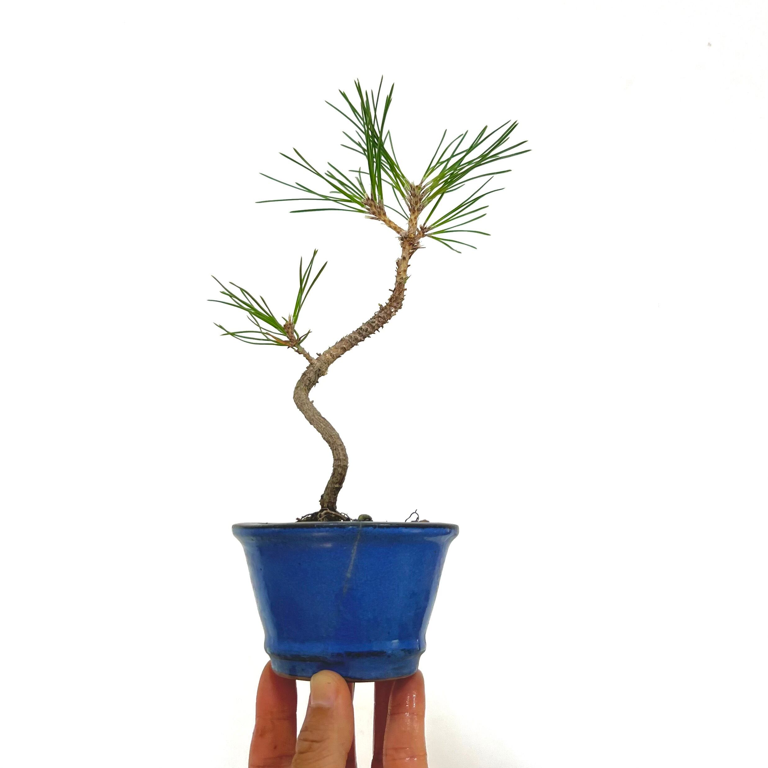 真柏 石付き盆栽｜山景を感じる一点物｜高さ約17cm | BONSAI Labo