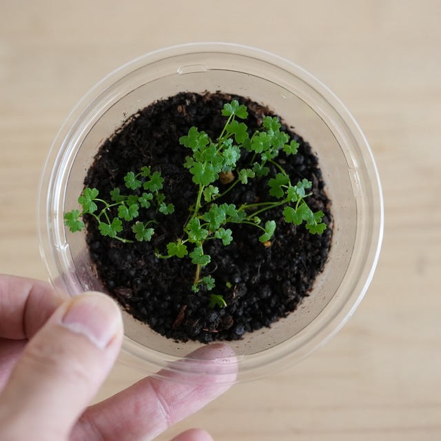 ヒメチドメ Hydrocotyle yabei｜苔テラリウム作製用素材◆テラリウムのグランドカバーに◆CPポット
