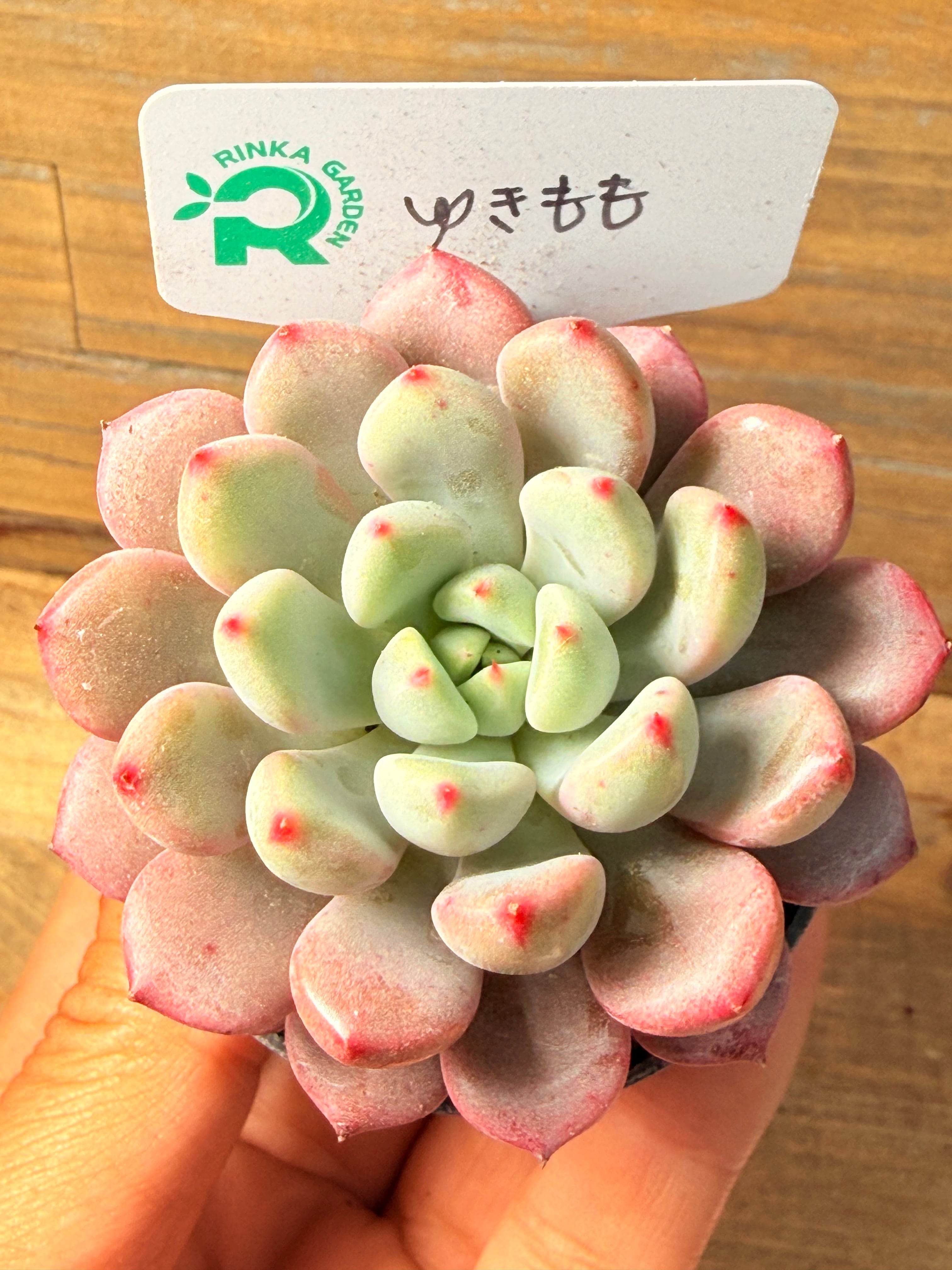 アガベ 吉祥冠錦 黄中斑 子株付き | PAY ID