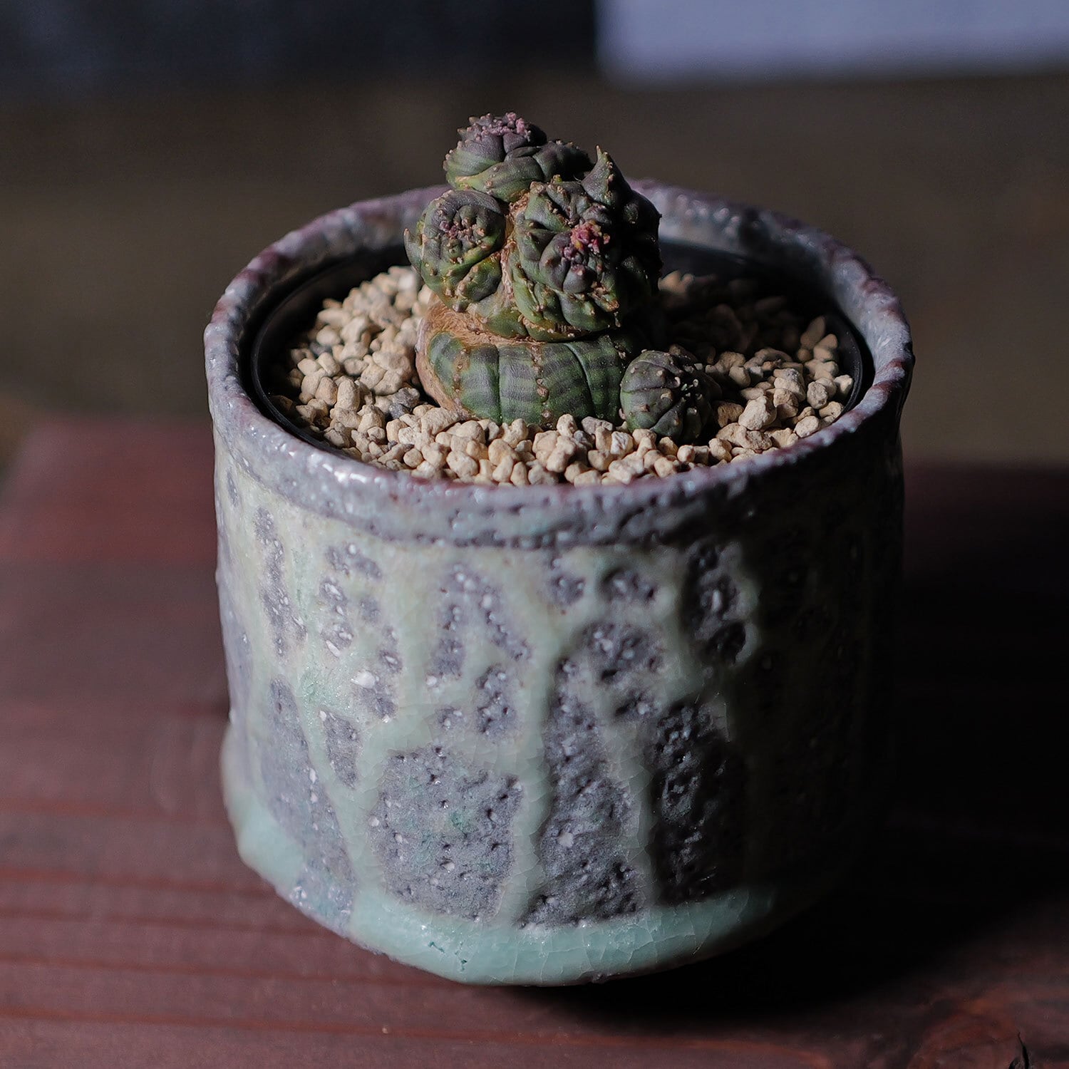 超厳選株】超異型 成長点3点 円扇石化 マイクロオベサ