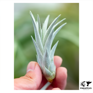 Tillandsia gardneri var. rupicola Red Flower T'S TROPICALS