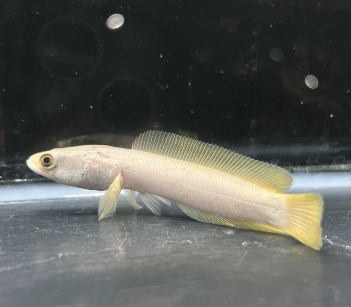 【極美セレクト】プラチナカムルチー 10cm前後 安心のミドルサイズ 白雪雷魚 美麗 個体