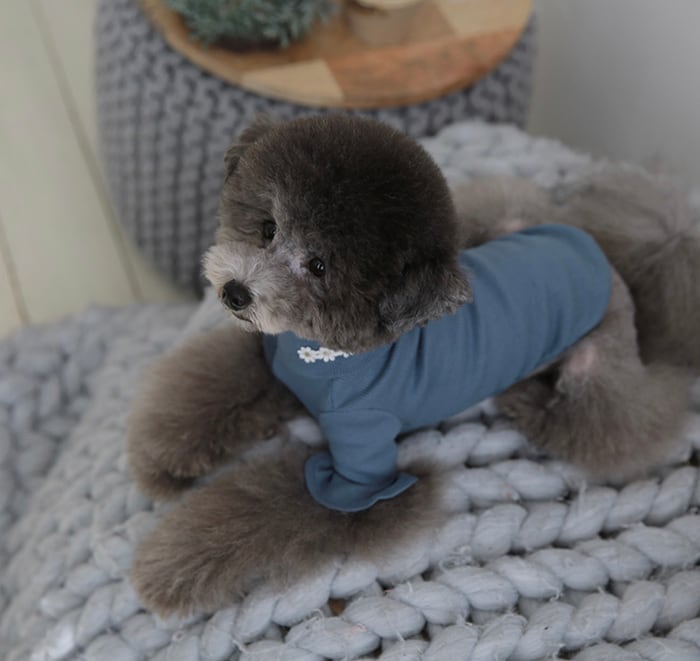 袖フリルネックポーラ S ~ XL 4color / 犬服 新作 秋冬 トップス 可愛い 犬の服 シンプル ペット洋服 ドッグウェア 犬 猫