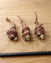 一部発根済カット苗 ペラルゴニウム トリステ S Pelargonium triste