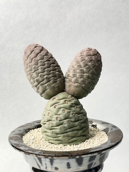 テフロカクタス・ゲオメトリクス