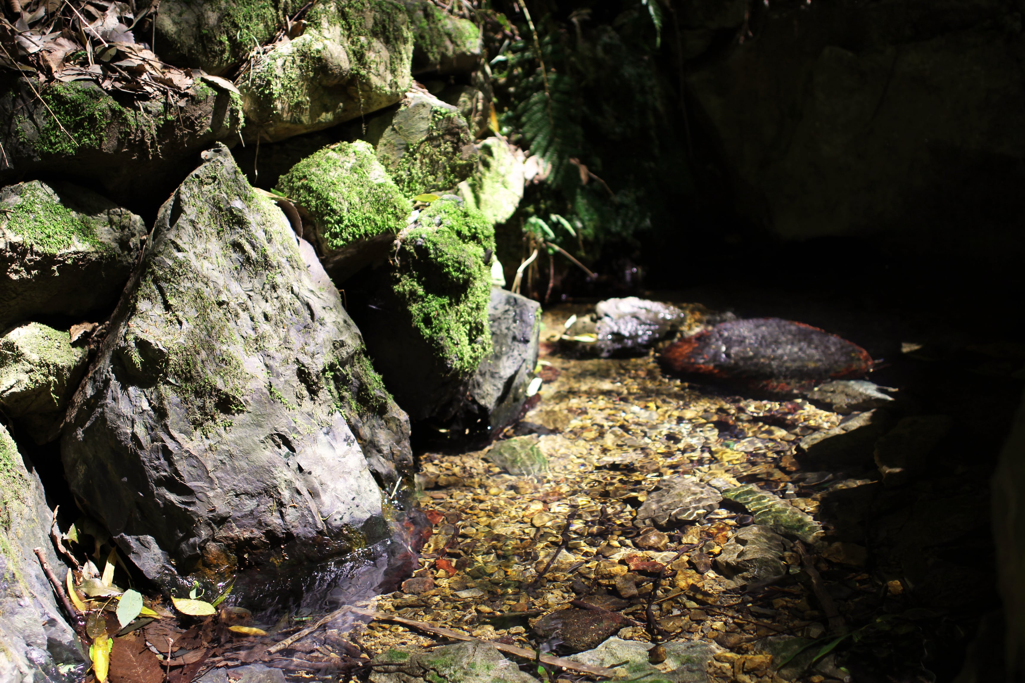 シガルナローリ®︎玄米《grow rice project×みたて農園》 | Rice meals