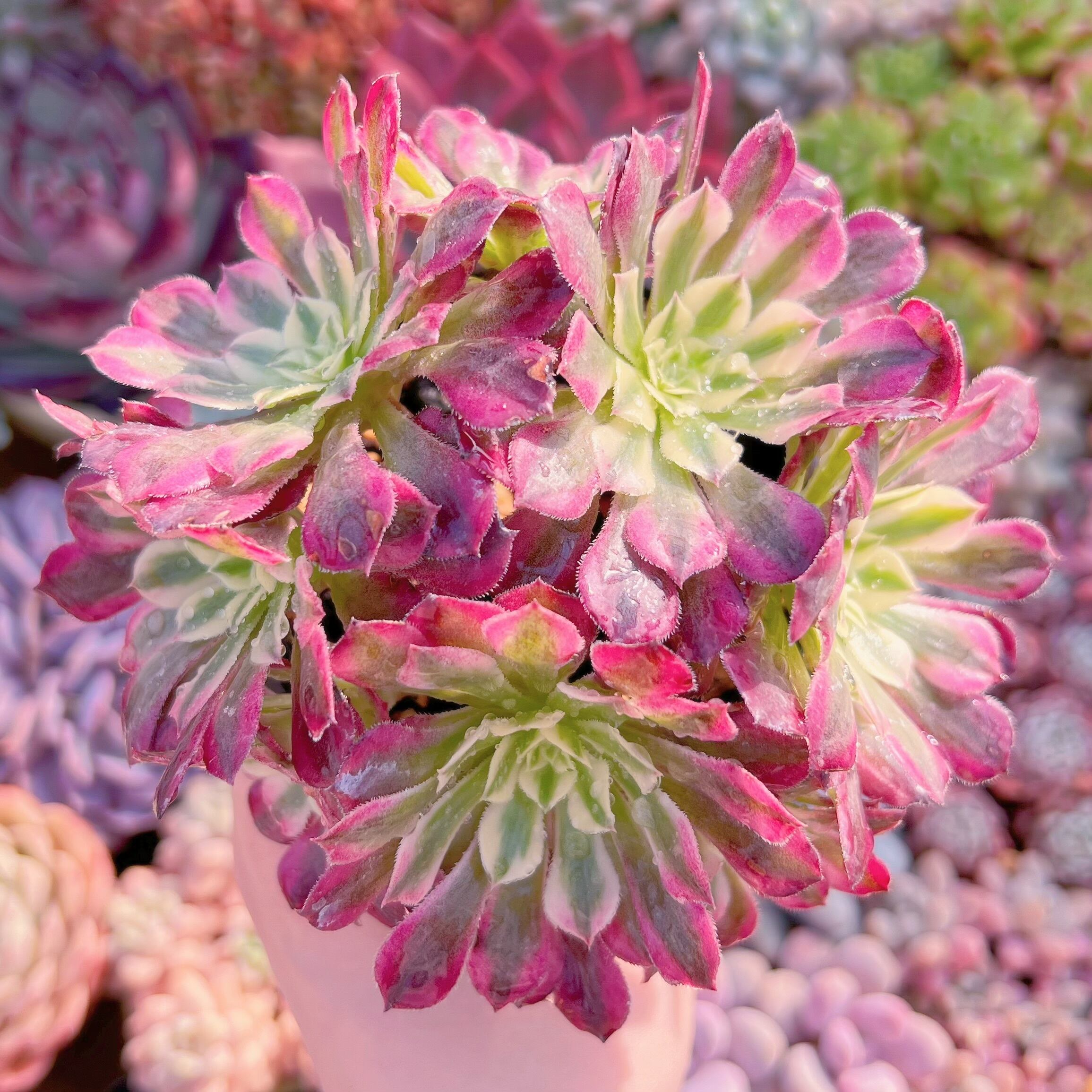 現品　ブラックチェリー#1151　群生　新入荷