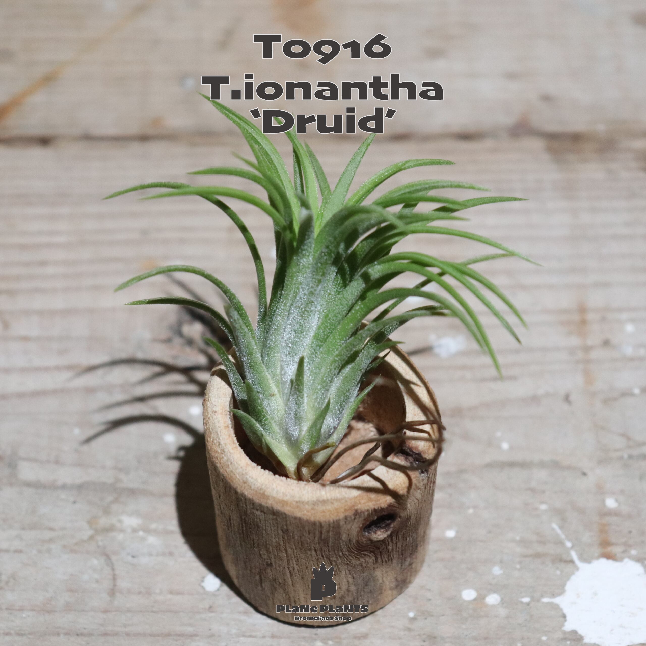 【送料無料】イオナンタ ドゥルイド〔エアプランツ〕現品発送T0916