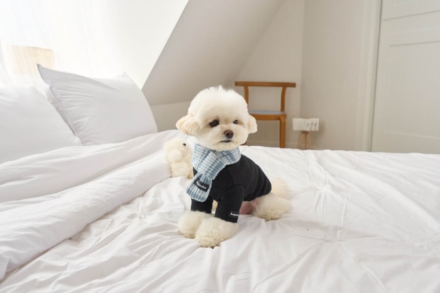 即納] Stripe Label Muffler (soda) | pupuon