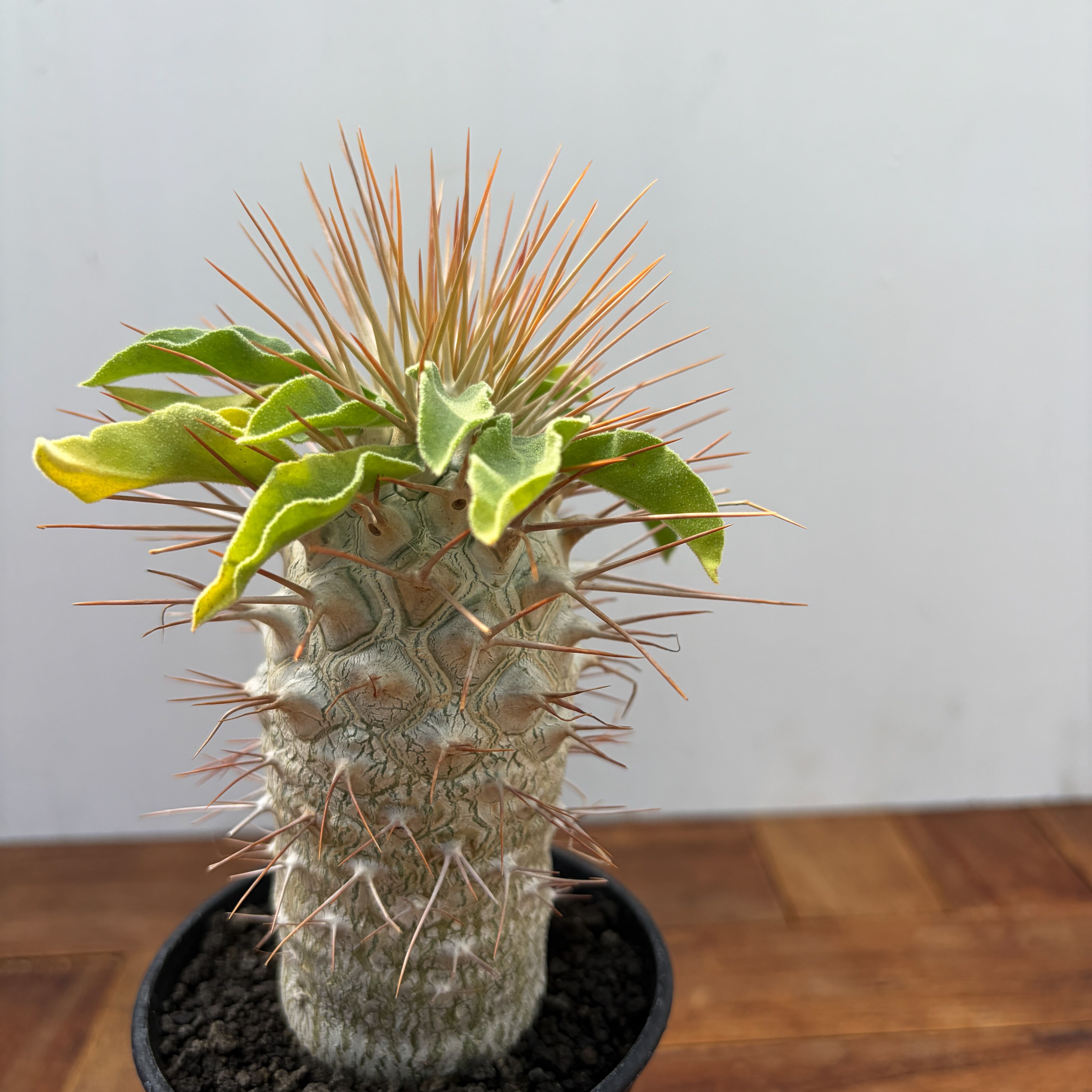 Pachypodium namaquanum【パキポディウム・ナマクアナム・光堂・実生