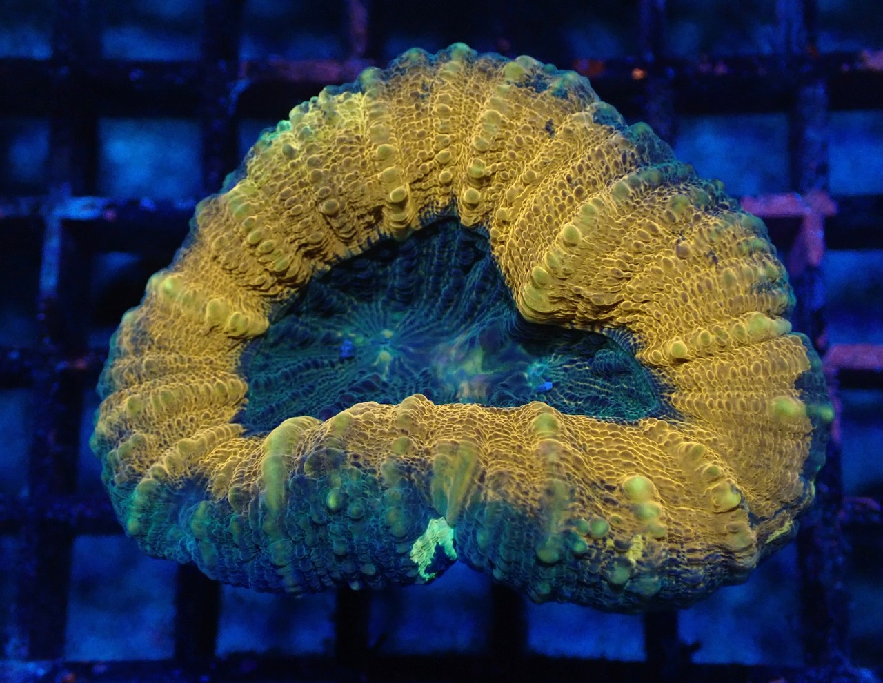 SelectionAussieShip Lobophyllia 8