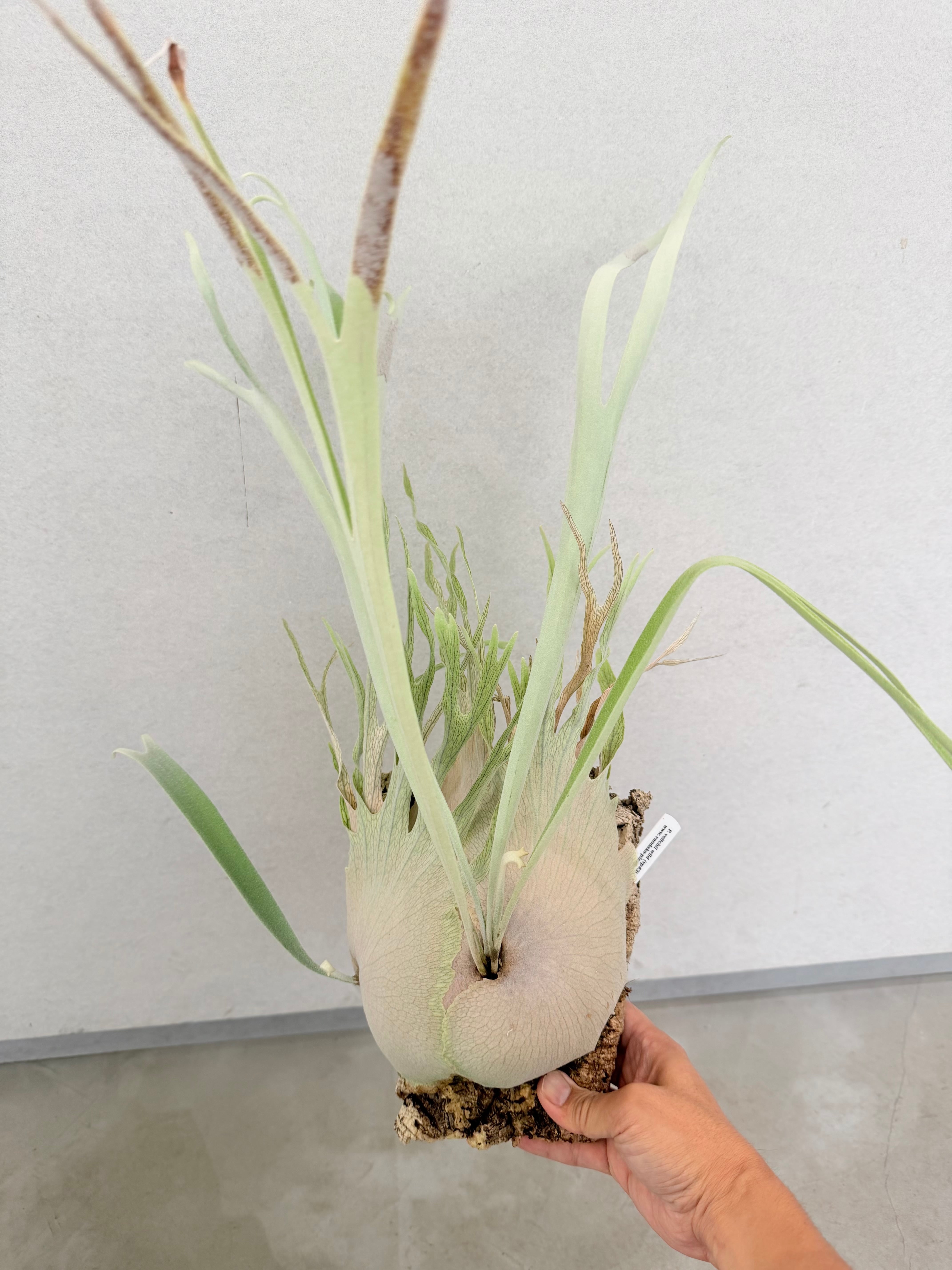 a) P. veitchii wild (vp#3) ビカクシダ ベイチーワイルド (vp#3