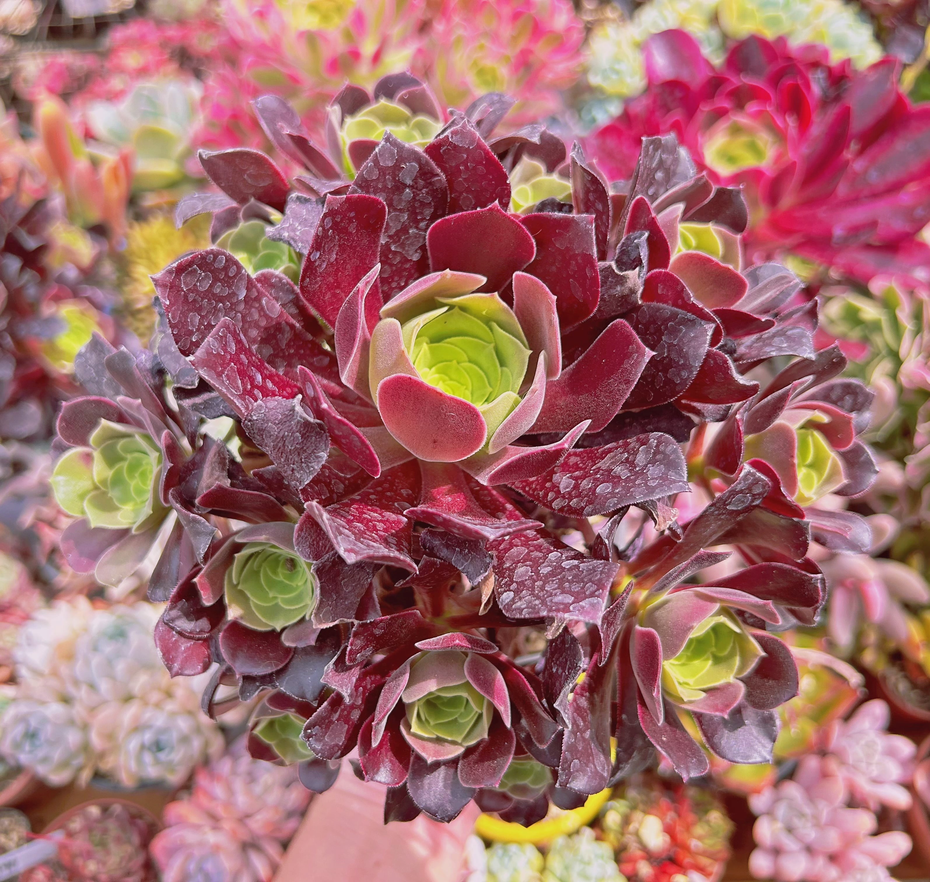 現物　多肉植物　 Aeonium Velour European  特大群生