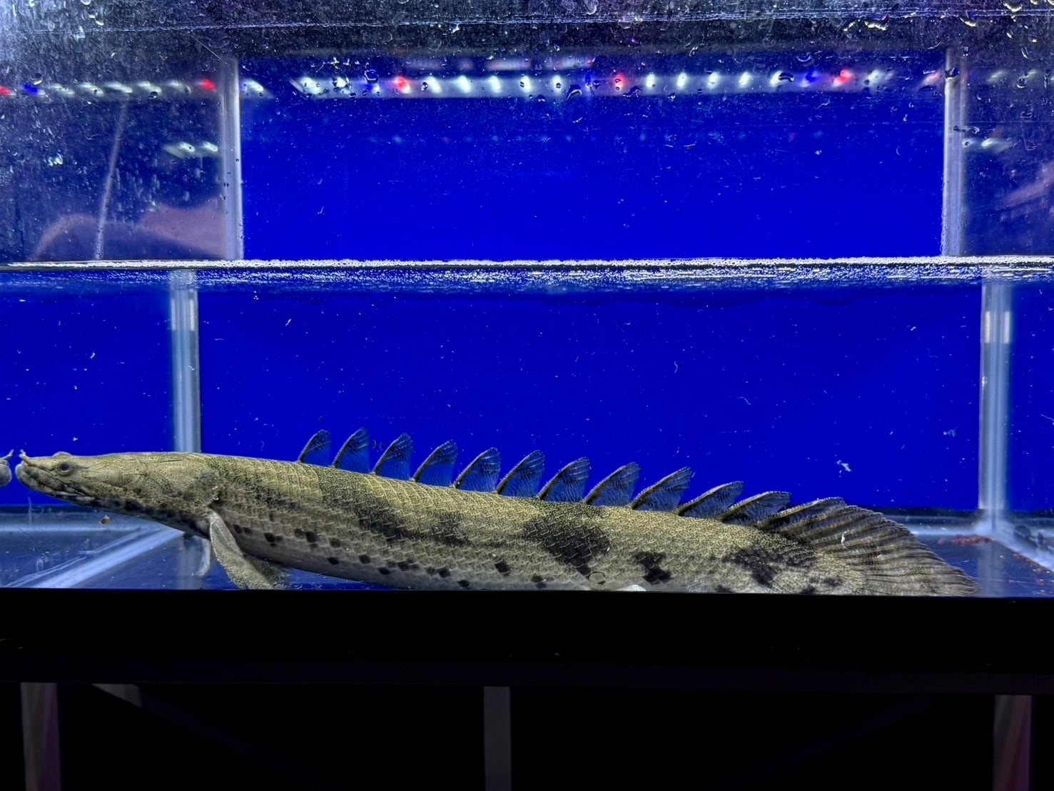 エンドリケリー | アクアショップ ビリーケン オンラインストア