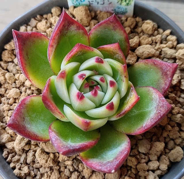 韓国苗 | RuPo 多肉植物専門店