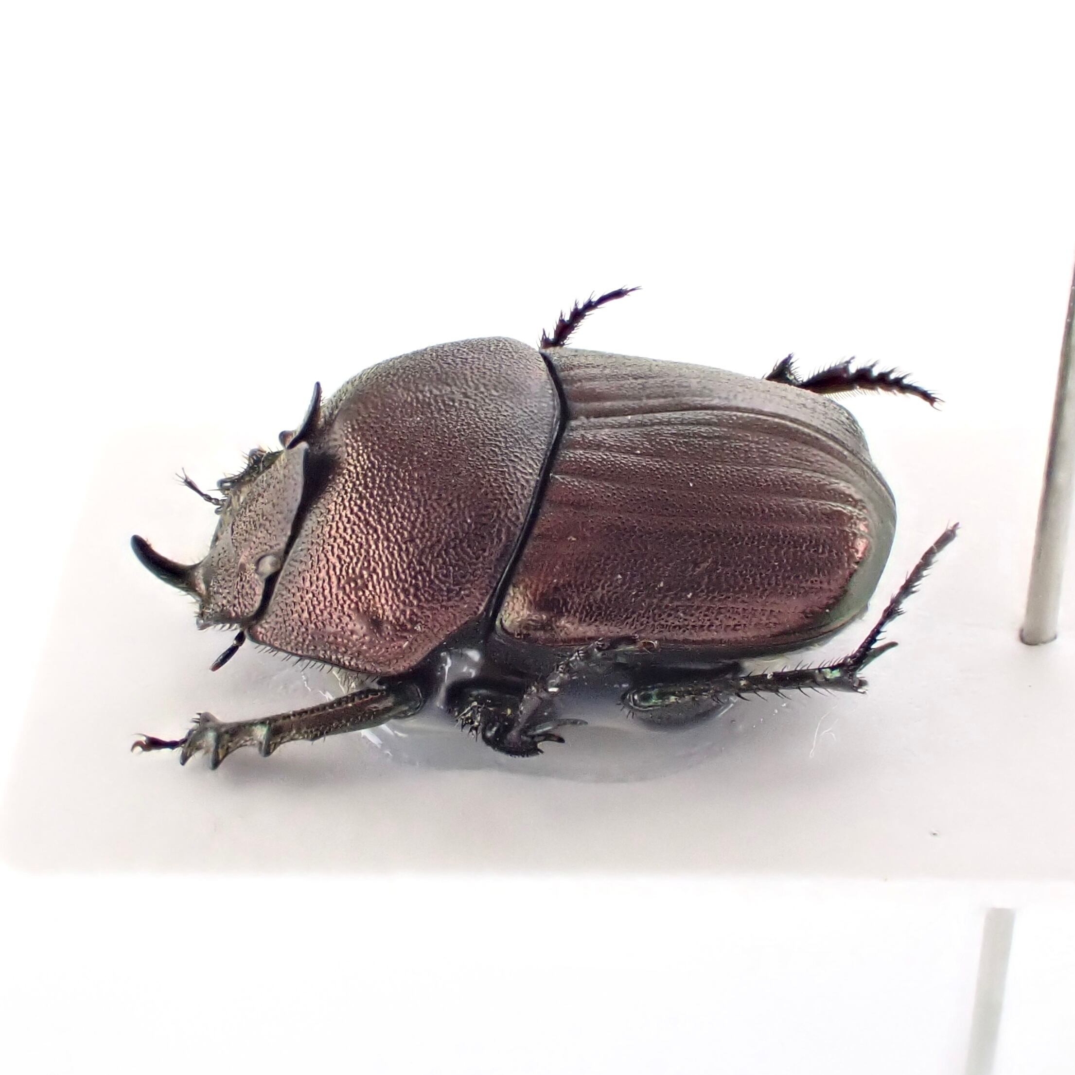 ブルキナファソ産 Phalops batesi ♂ 11mm 銅 | 昆虫標本 Diggers