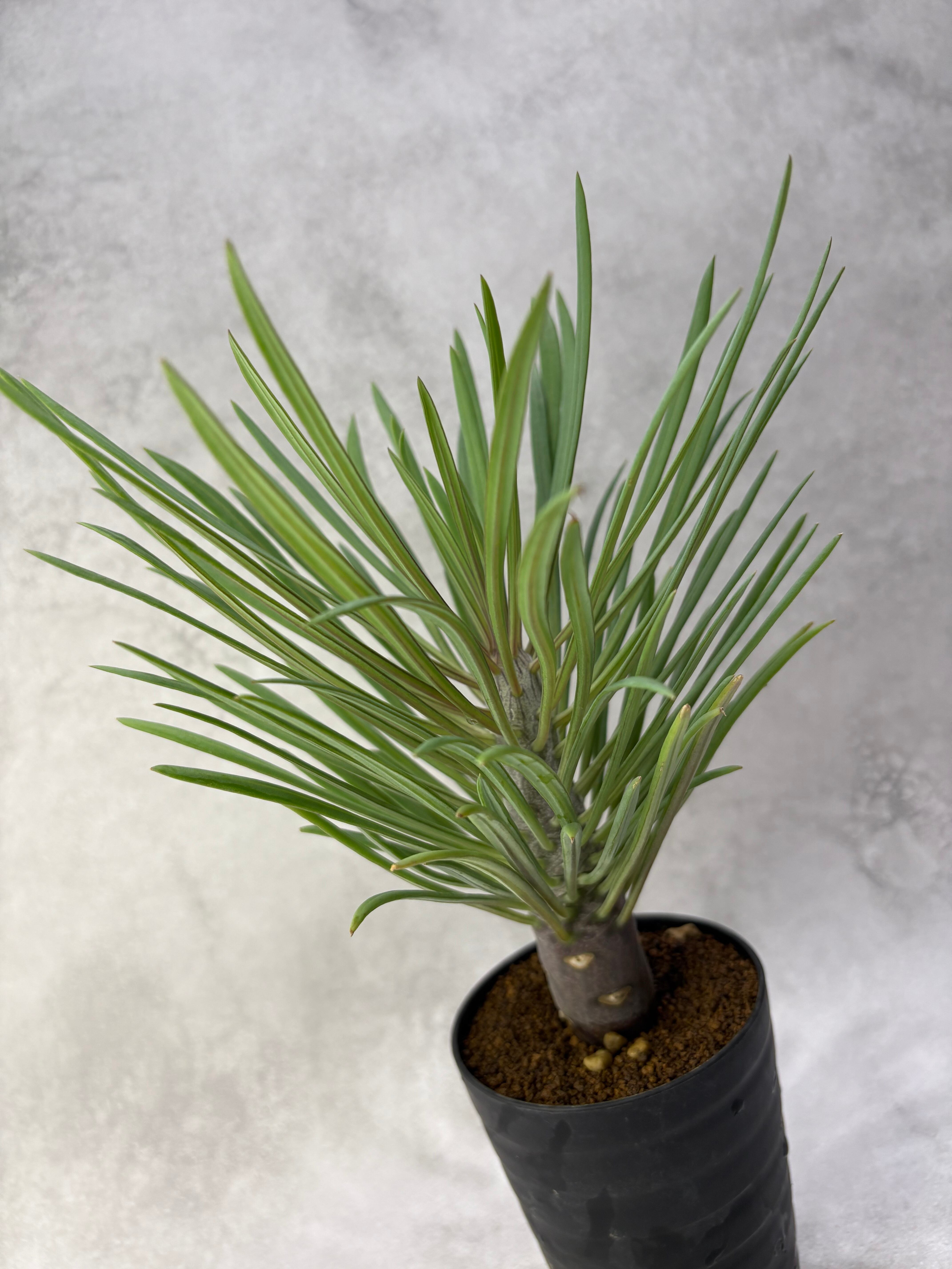 パキポディウム レウコキサンツム | MPS