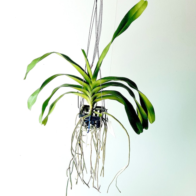 Aerides lawrenciae × Rynchostylis gigantea 洋ラン 観葉植物 calm cafe