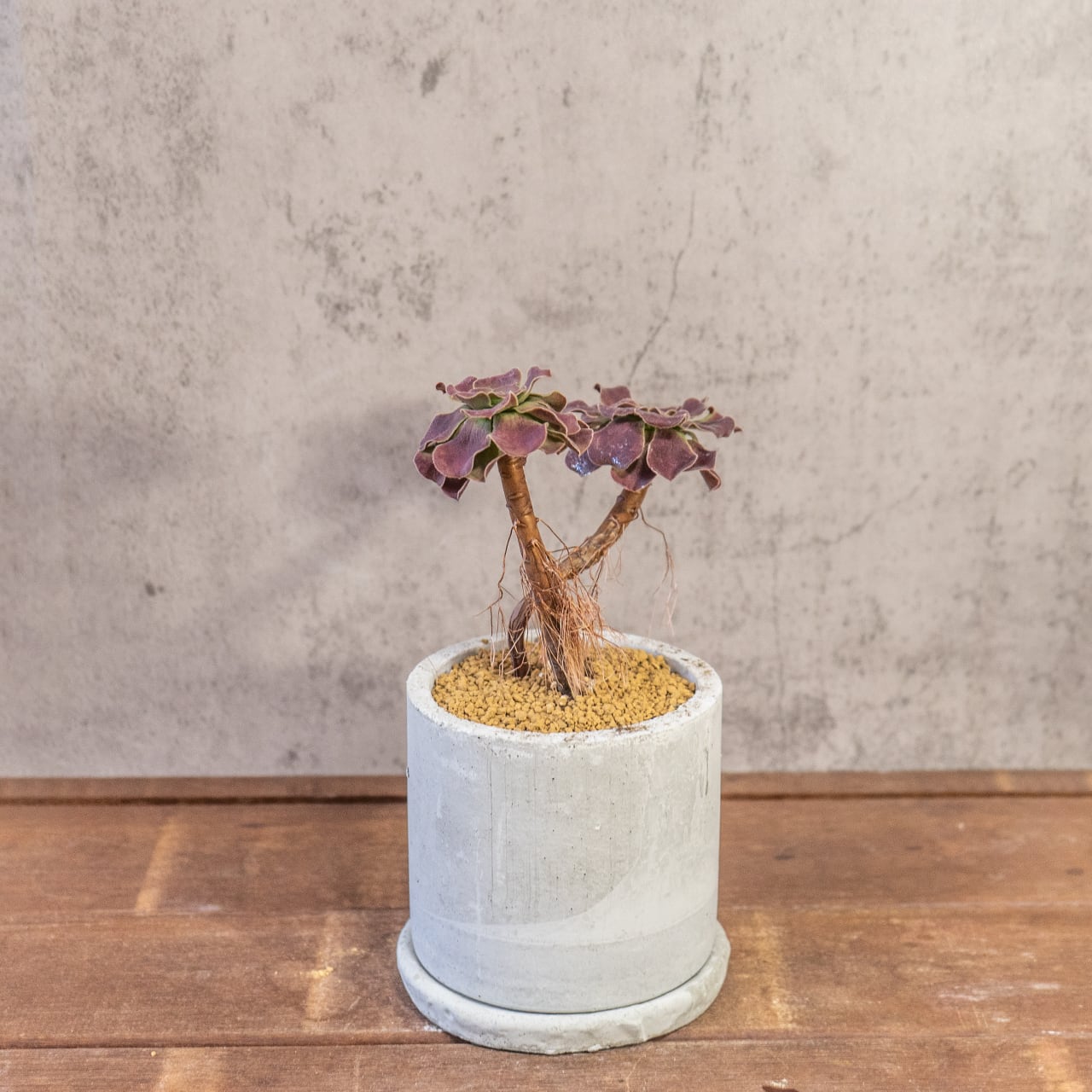 アエオニウム・カシミヤバイオレット｜二株のバランスが絶妙な立体フォルム【モルタル鉢×多肉植物】