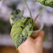 【斑入り】Alocasia dragon scale / アロカシア ドラゴンスケール④