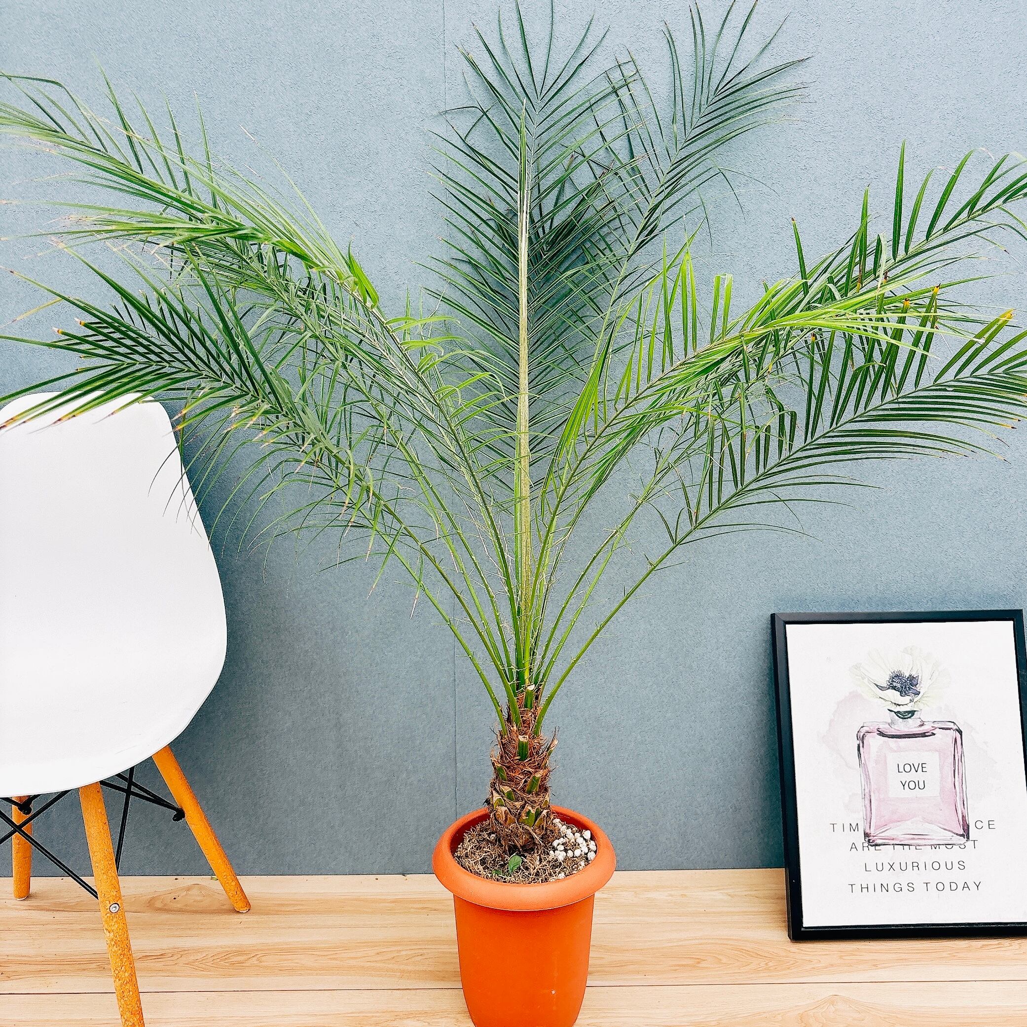 現品］3番 フィカス アルテシマ 8号 観葉植物 室内 大型 ゴムの木