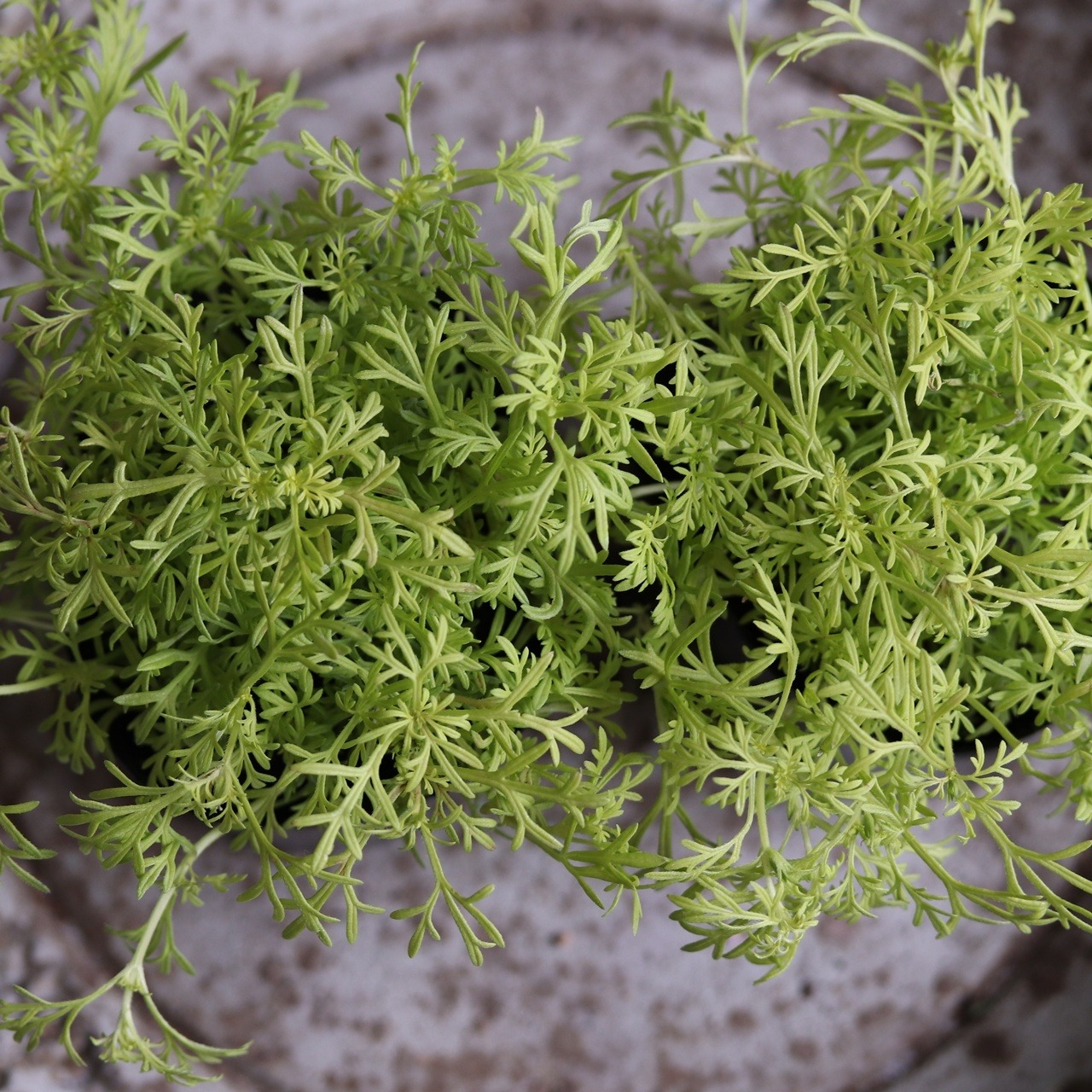 バーベナテネラ　オーレア　ライムグリーン｜寄せ植えにオススメ　宿根草、爽やかな寄せ植えに