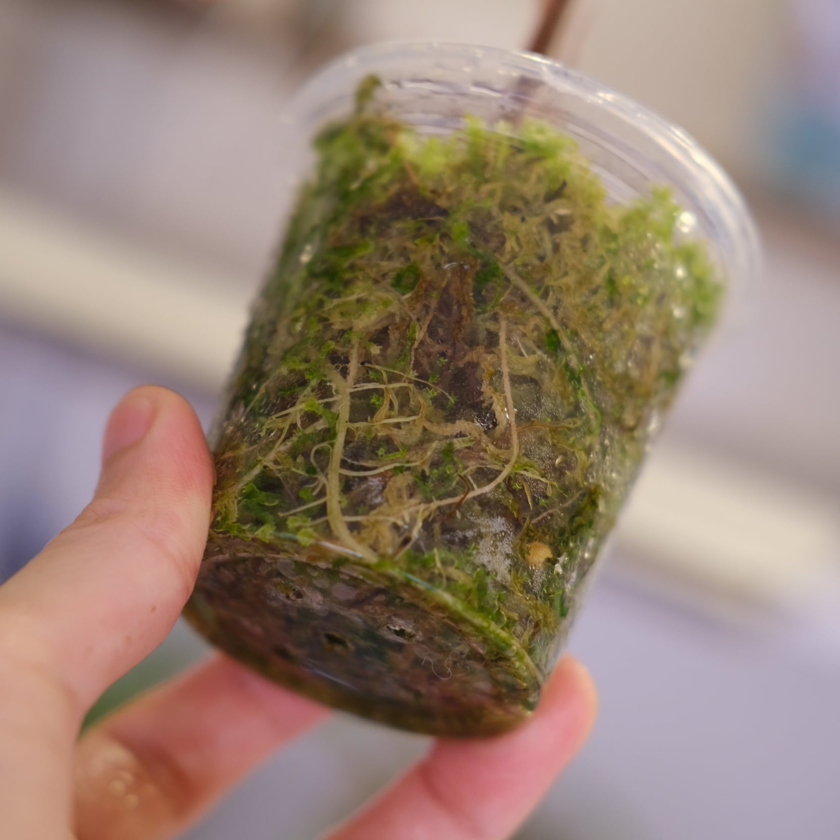 Alocasia Nobillis Pink 