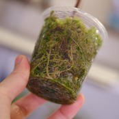 Alocasia Nobillis Pink "K"│アロカシア・ノビリス・ピンク③│観葉植物