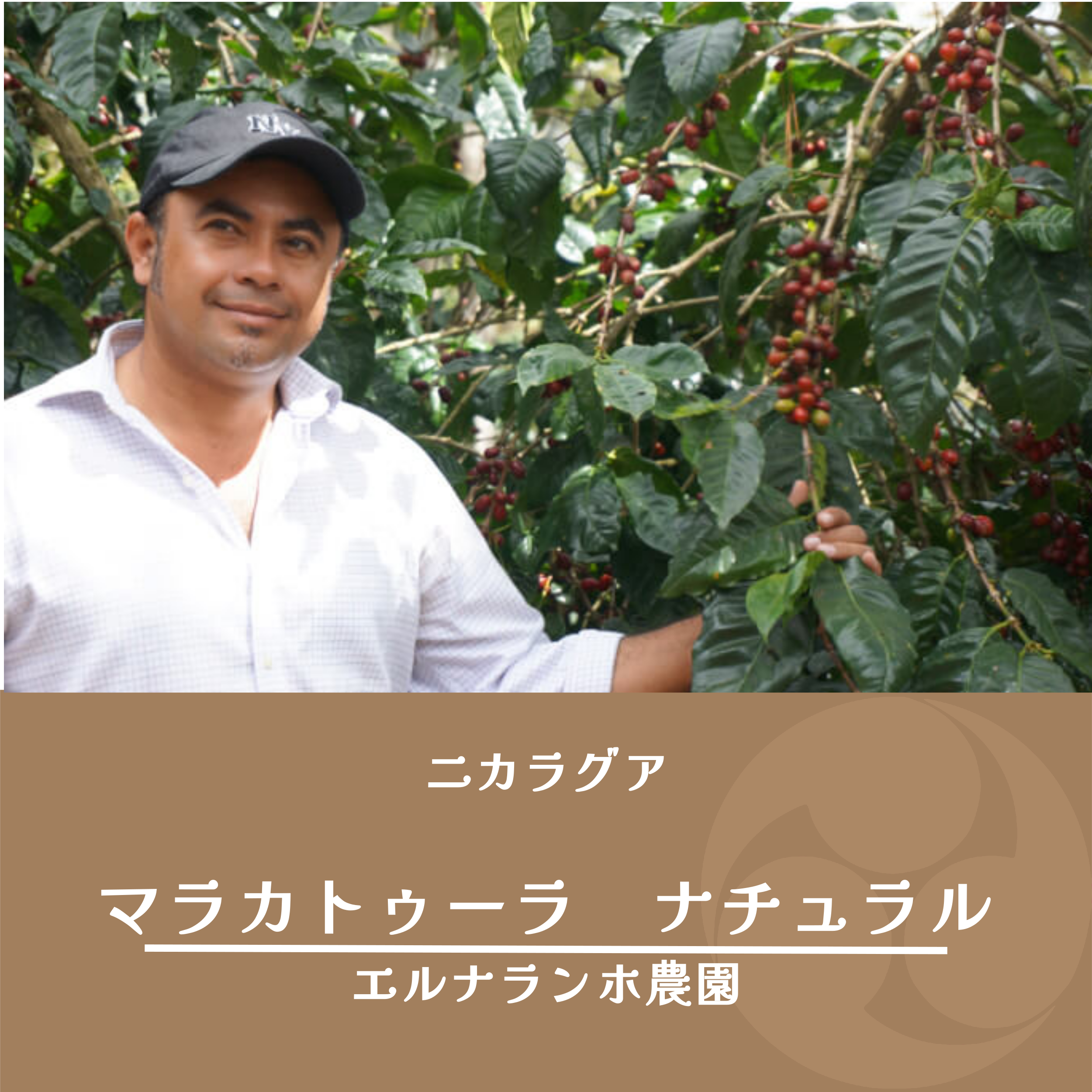 ニカラグア】 マラカトゥーラ ナチュラル エル・ナランホ農園 100g