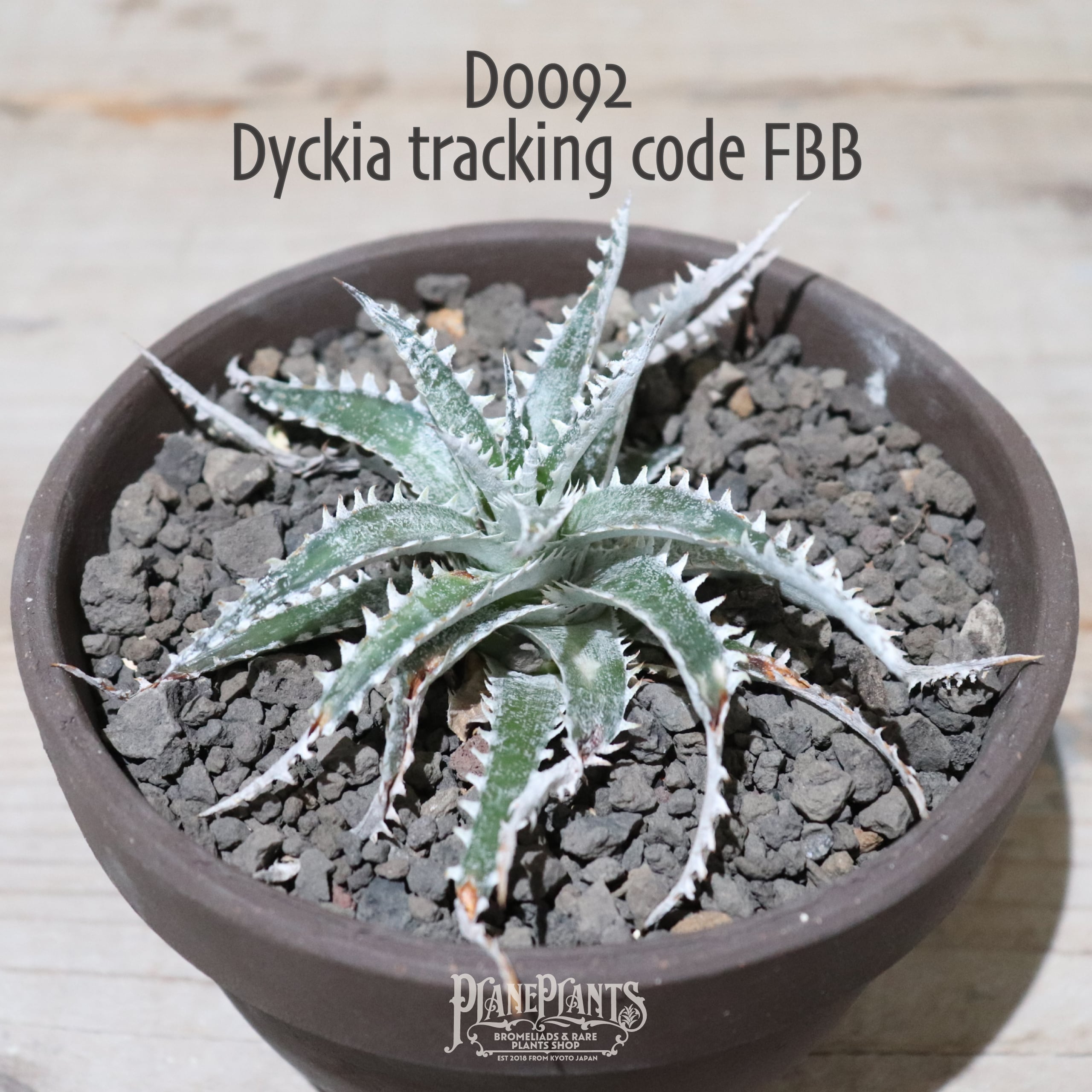 レア 野生株 原種 ディッキア Dyckia lindelvaldeae ⑵ レア 原種 ディッキア Dyckia lindelvaldeae