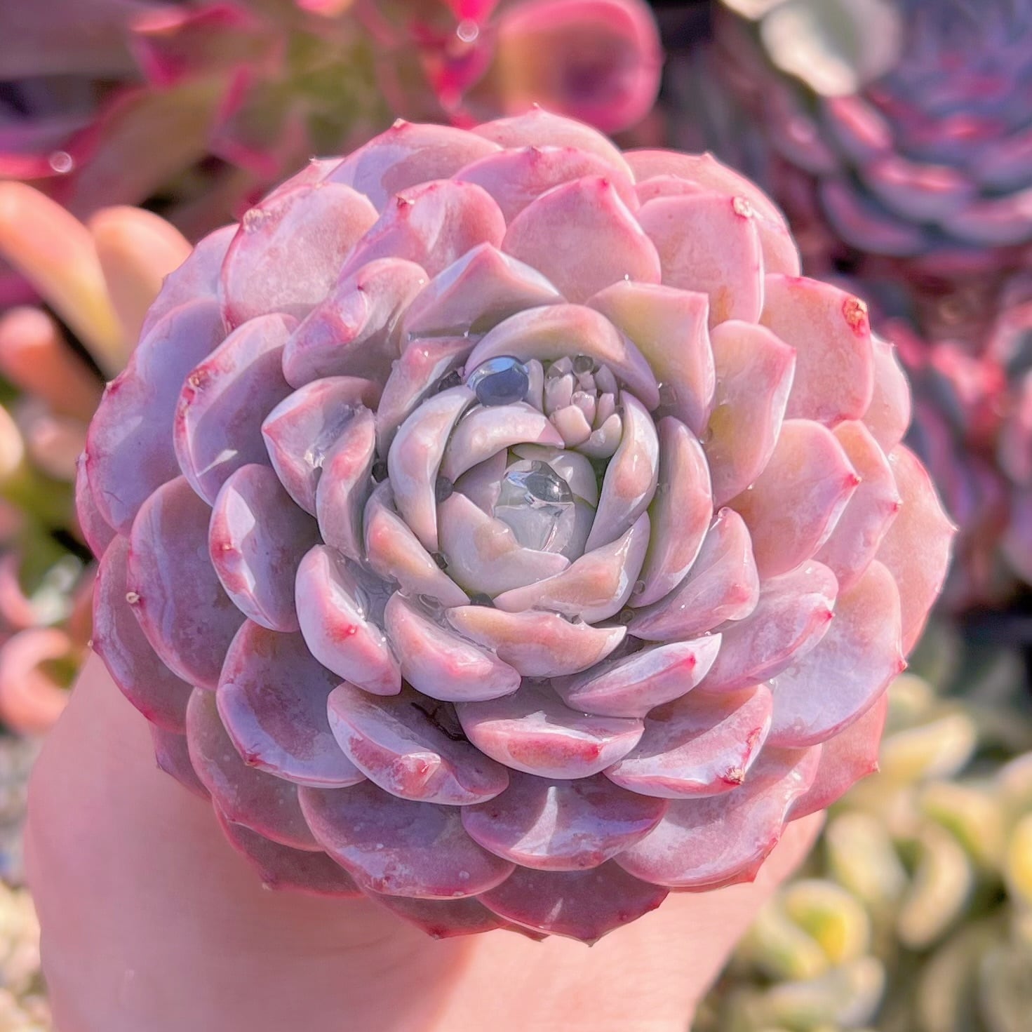 現品　アメージンググレース#091   るる農園