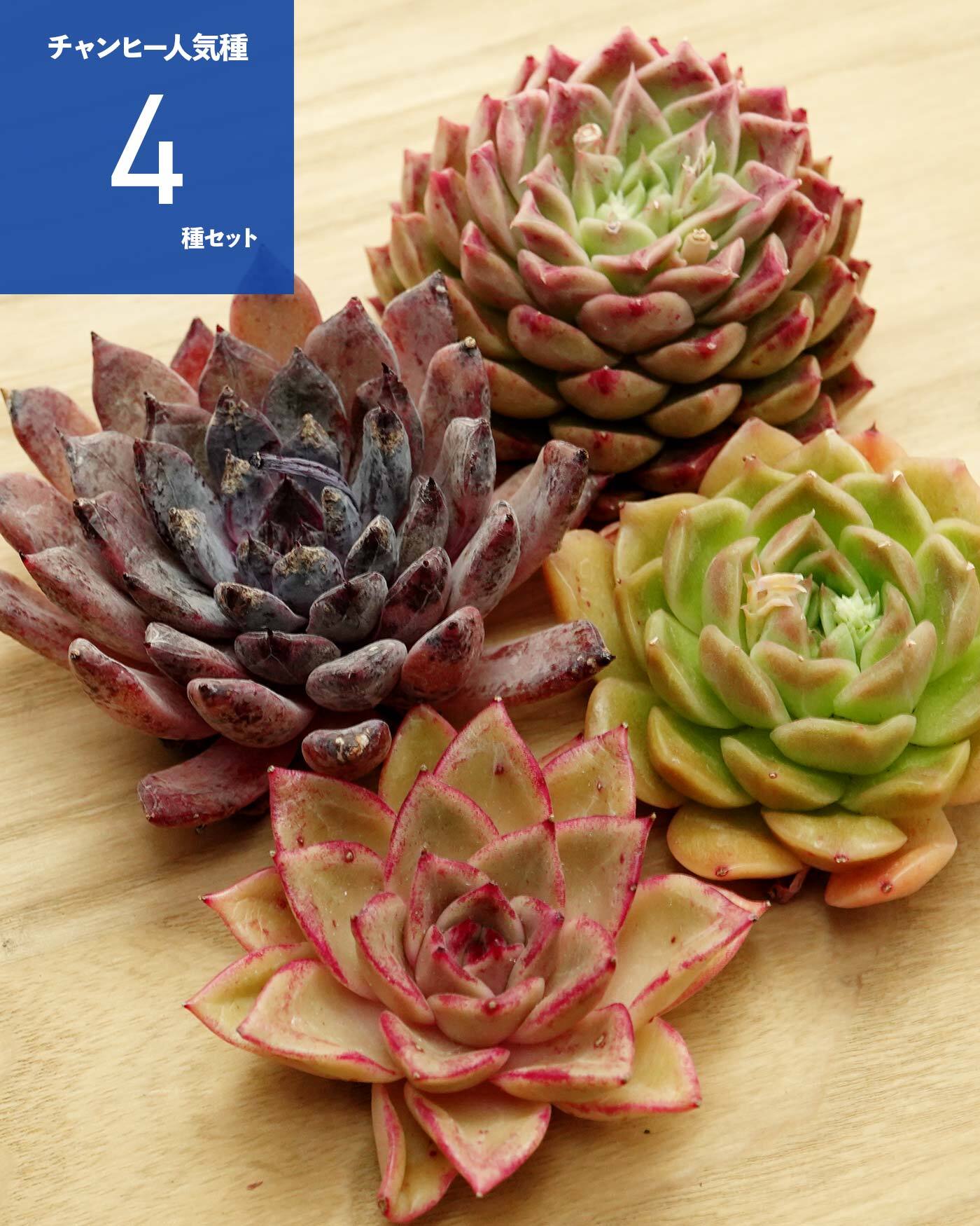 Top【選抜株】多肉植物　24983スノーボール 錦 12個　鉢無し/脱土 Top【選抜株】多肉植物 24983スノーボール 錦 12個 鉢無し/脱土 【公式
