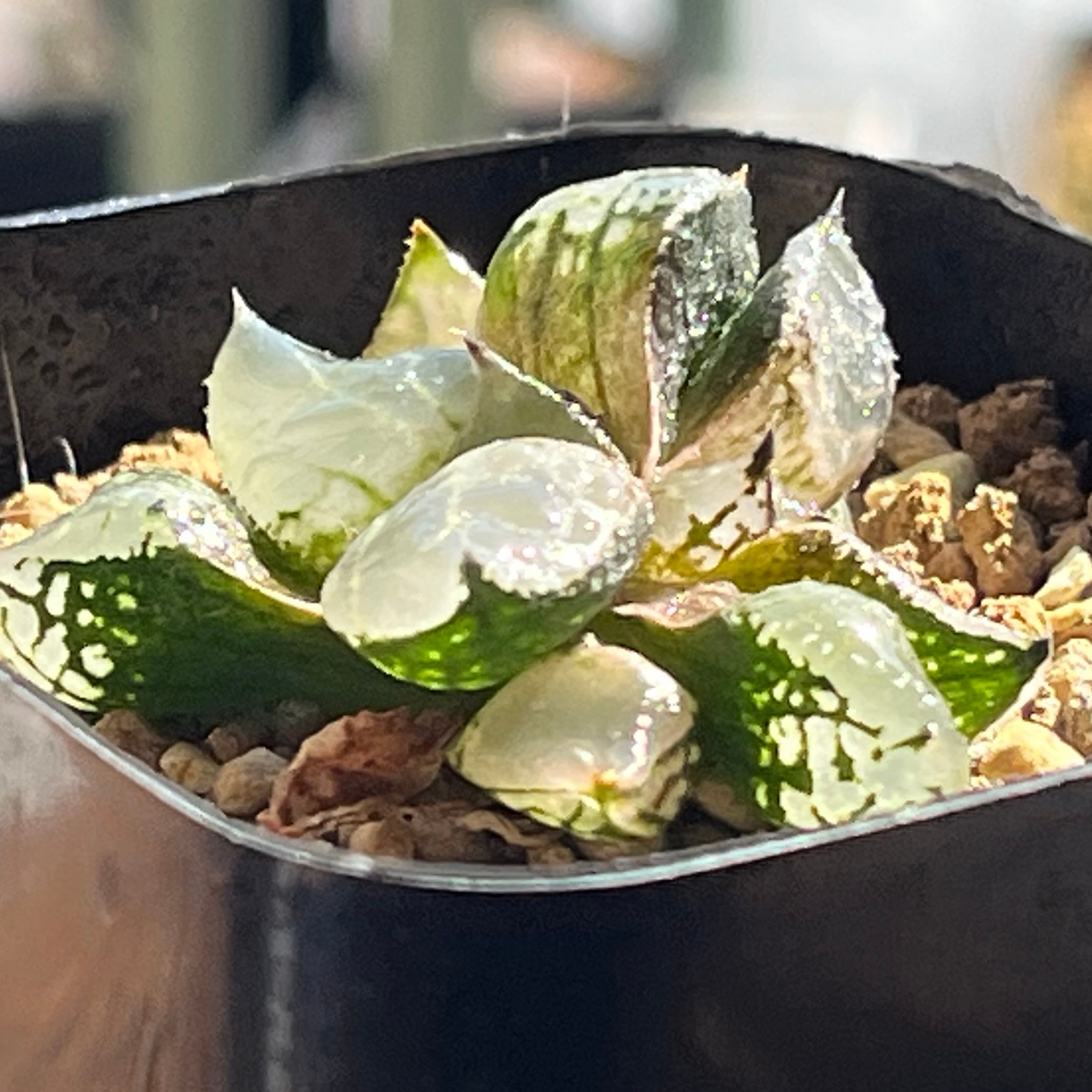 ハオルチア 氷皇 綴化変異株 | mocono_plants