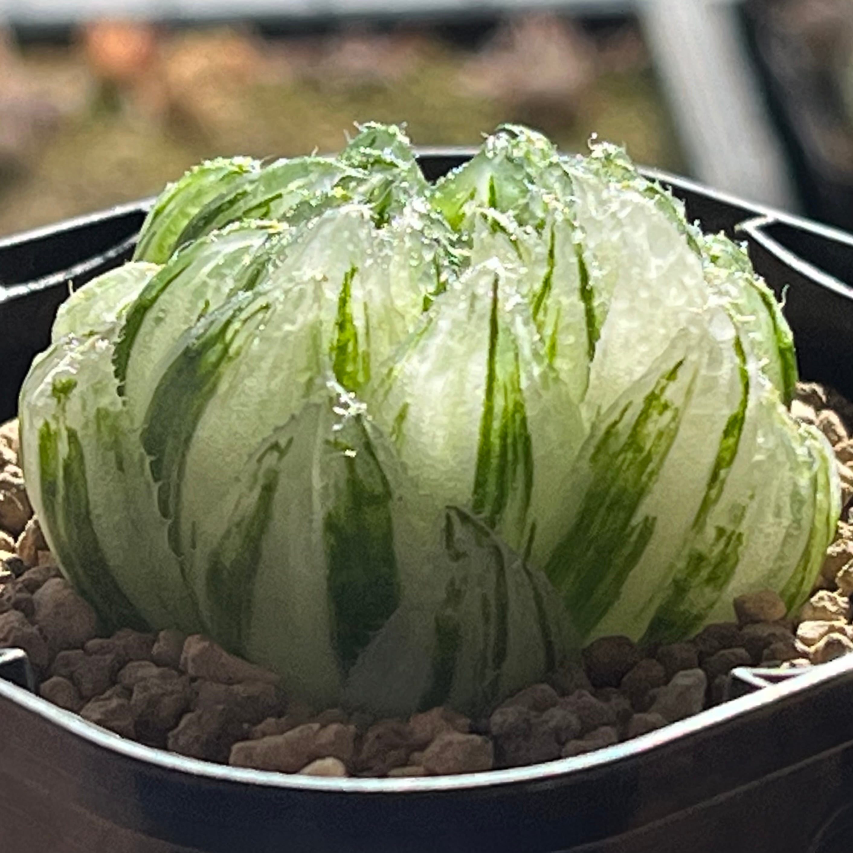 ハオルチア 桜水晶錦 | mocono_plants