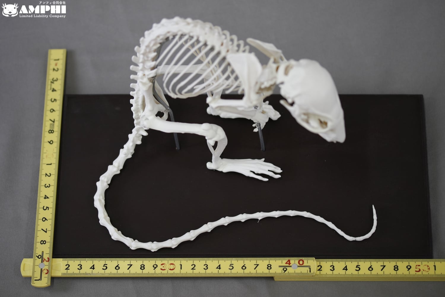 ニホンジカ 水牛 全身 骨格 レプリカ Rattus クマネズミ rattus 2倍