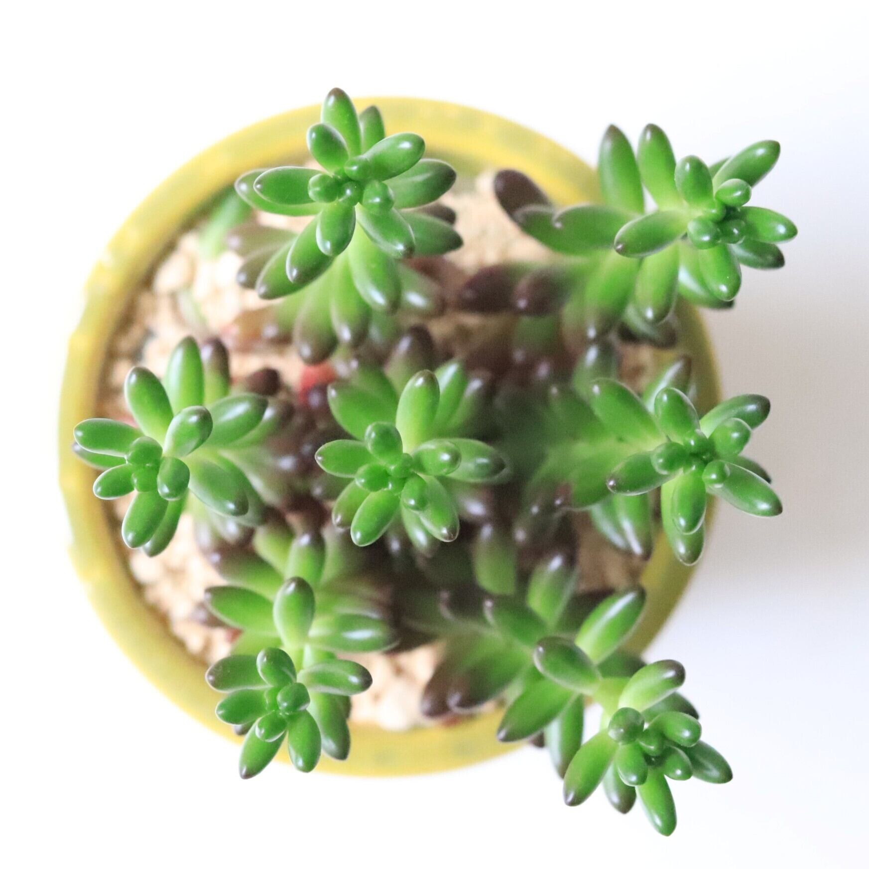 グリーン・多肉植物】セダム レインボー | ジーフラットインテリア